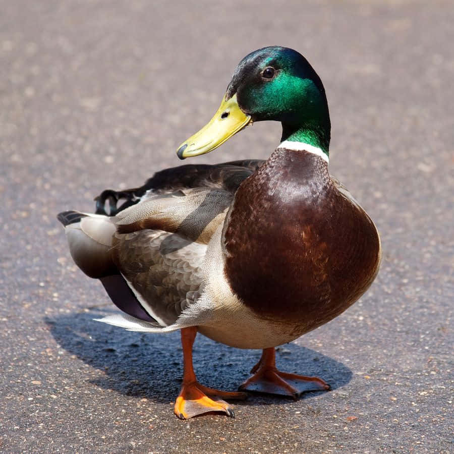 "A Mallard Duck Taking Flight in a Serene Setting"