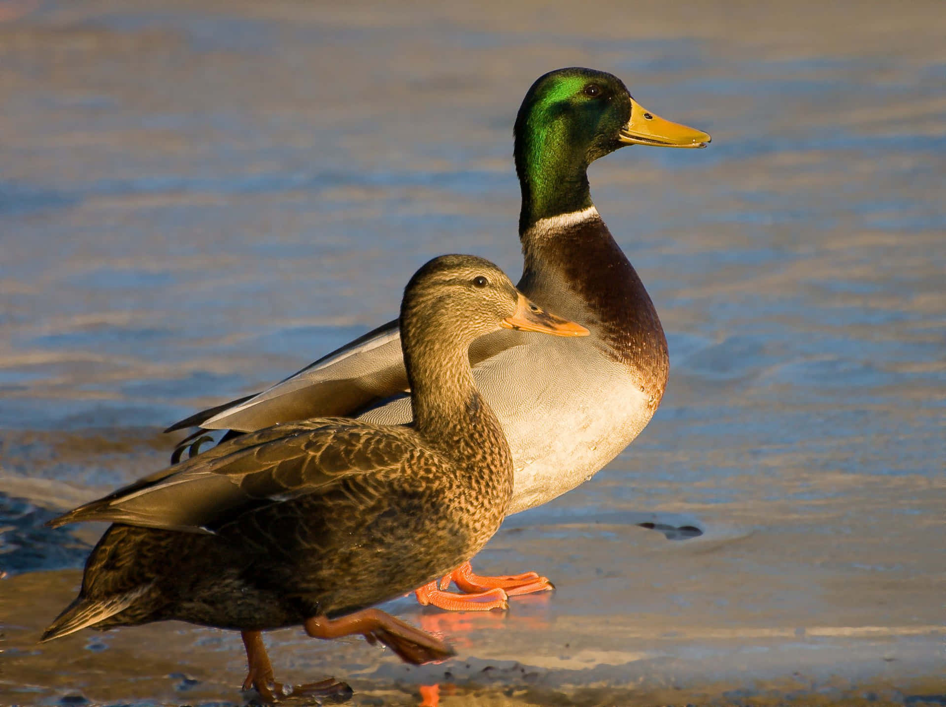 Mallard Duck by the lake