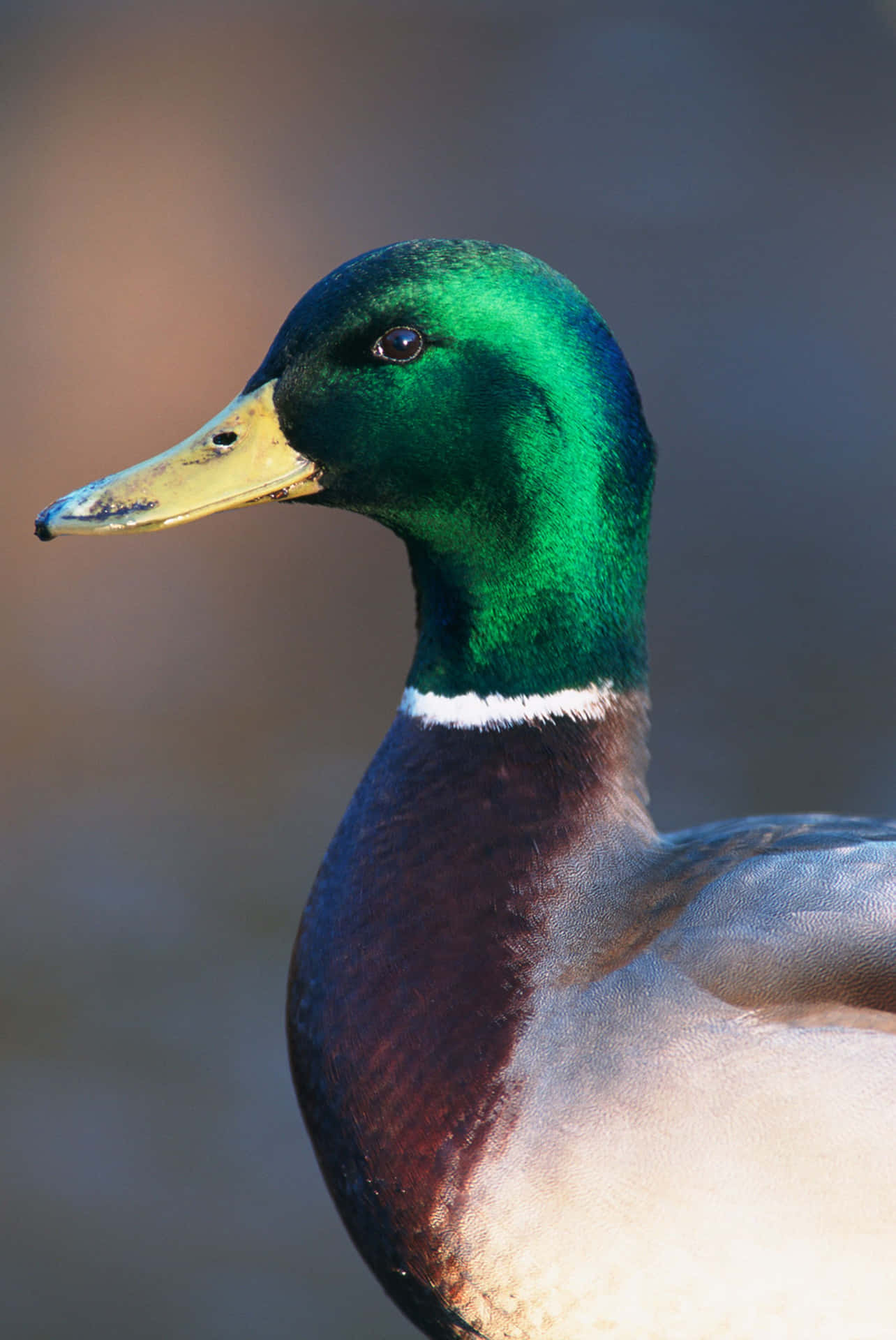 Curious Male Mallard Duck Standing in the Reeds