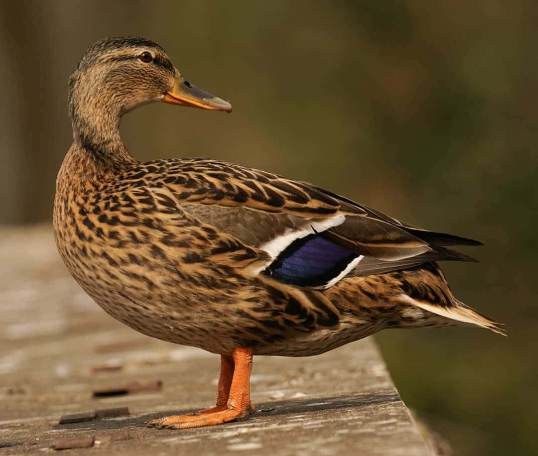 Mallard Duck Standing On A Wooden Railing