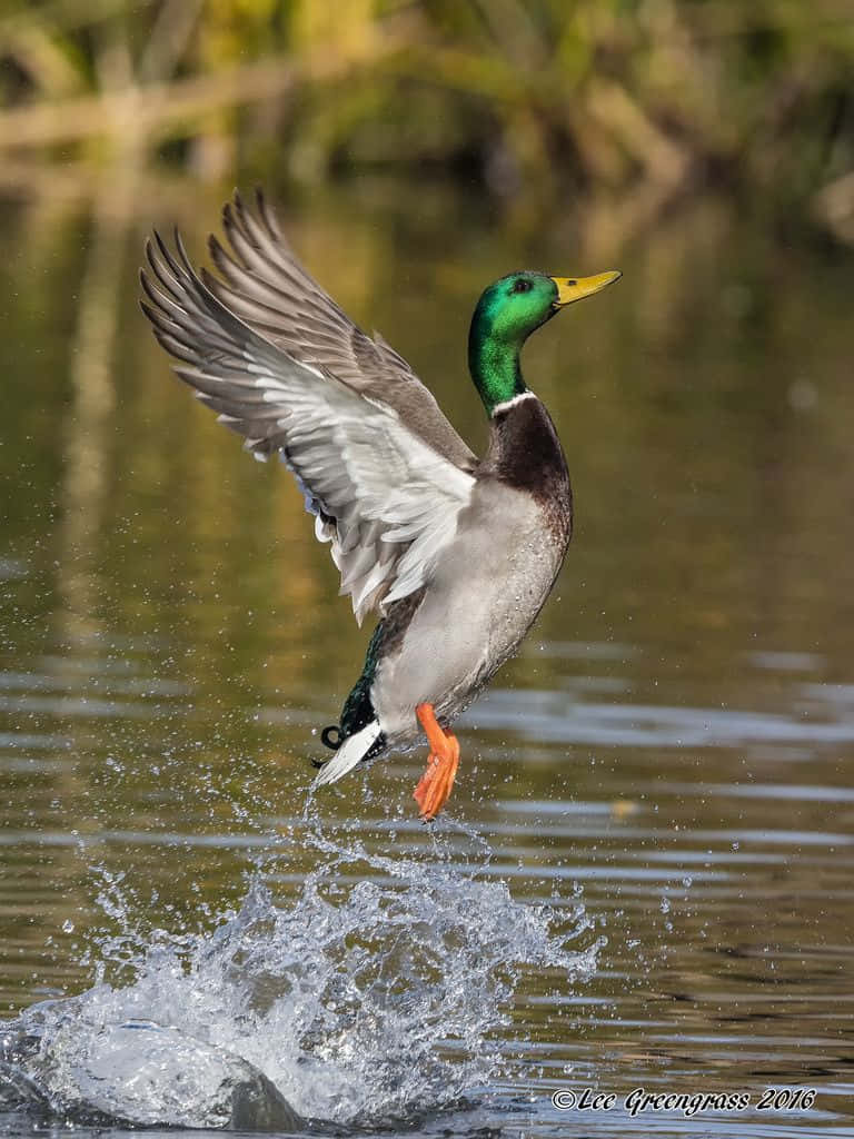 Beautiful Mallard Duck Gliding Gracefully Through the Sky
