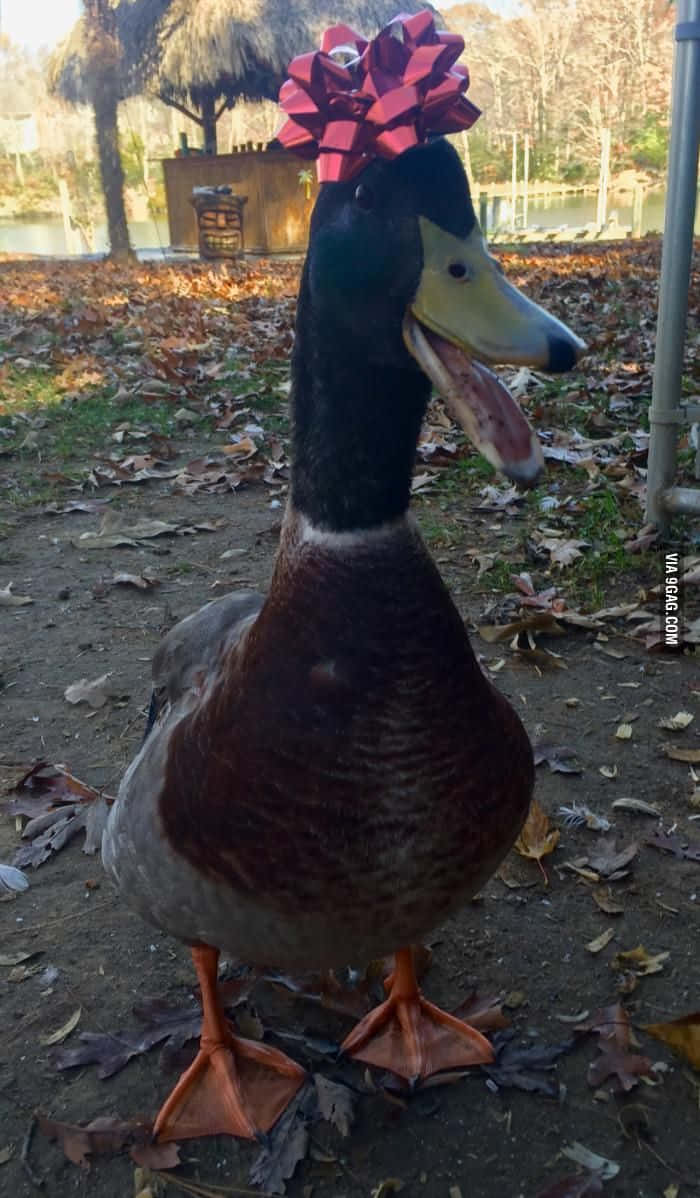 A Mallard Duck taking a leisurely swim in a pond
