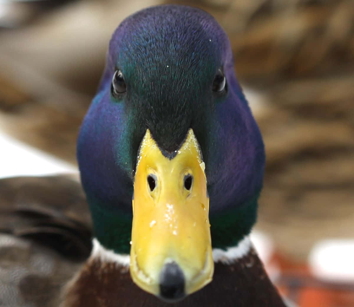 A Close Up Of A Duck With A Purple Beak