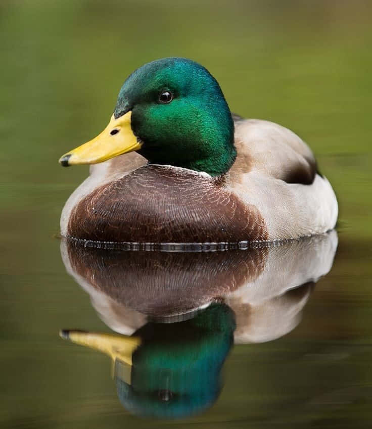 A Mallard Duck Taking a Swim