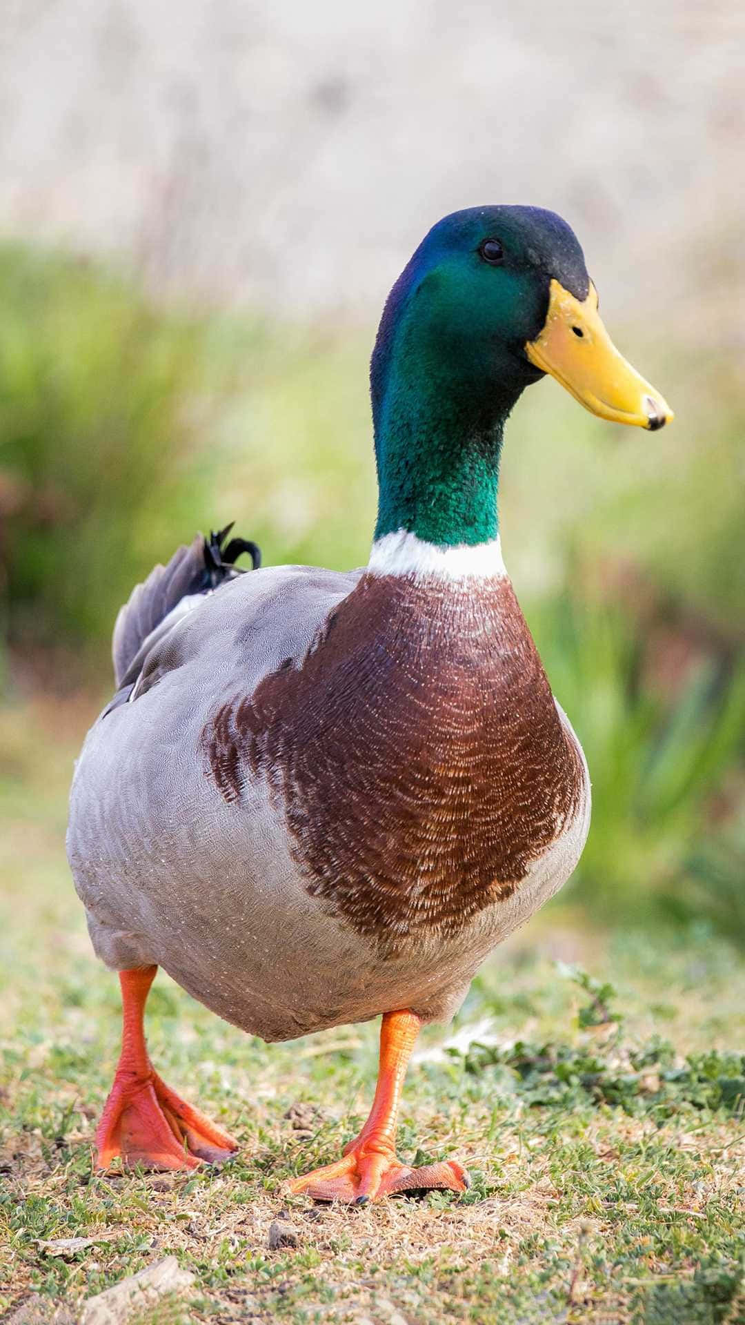 A Duck Standing On The Ground