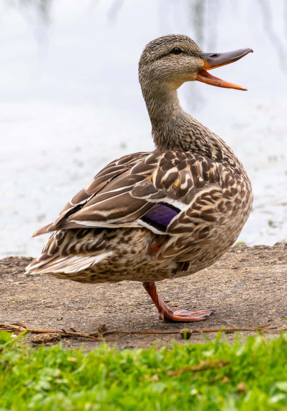 Majestic Mallard Duck Flying Above the Water