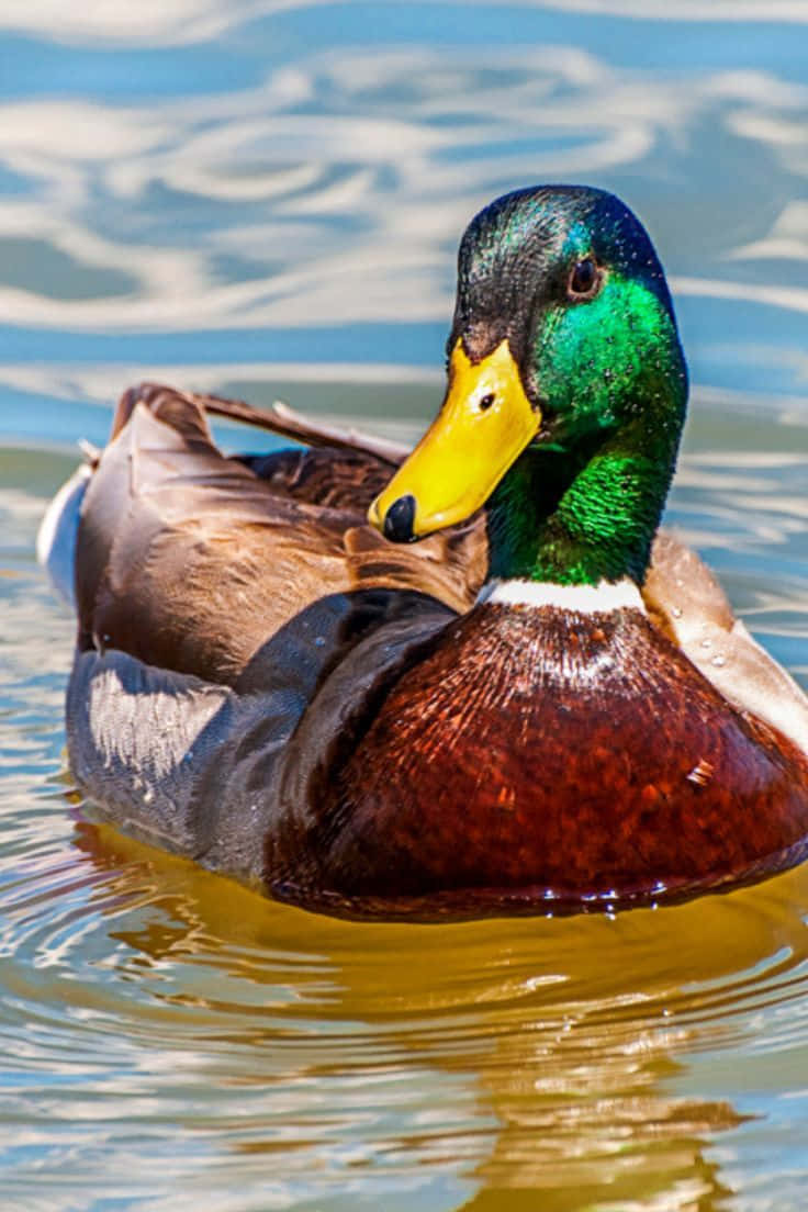 Mallard Duck swimming in a pond