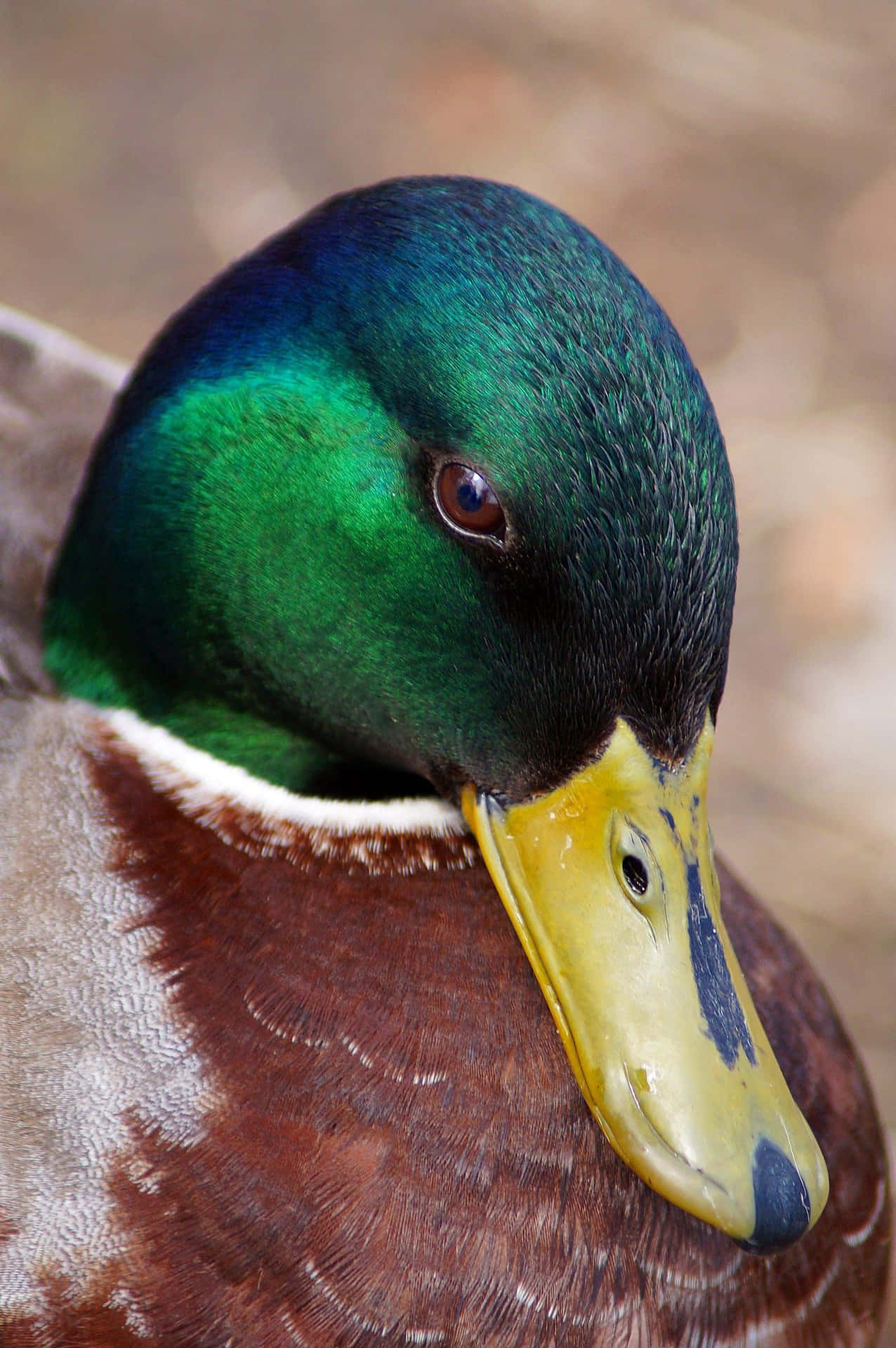 A Mallard Duck Taking In the Peace and Beauty of Nature