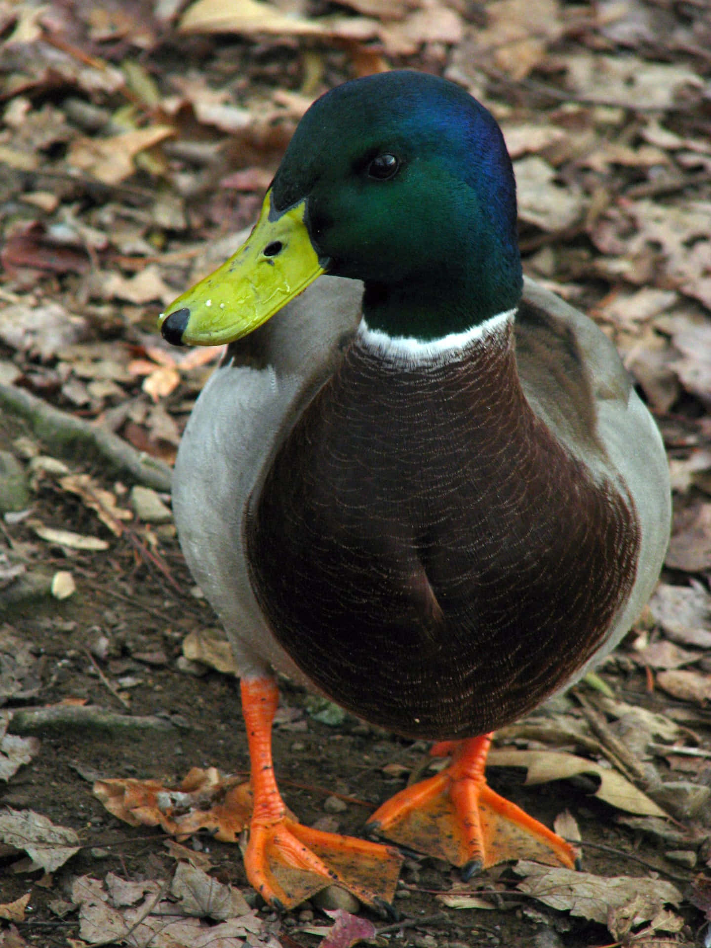 A beautiful Mallard Duck taking a rest