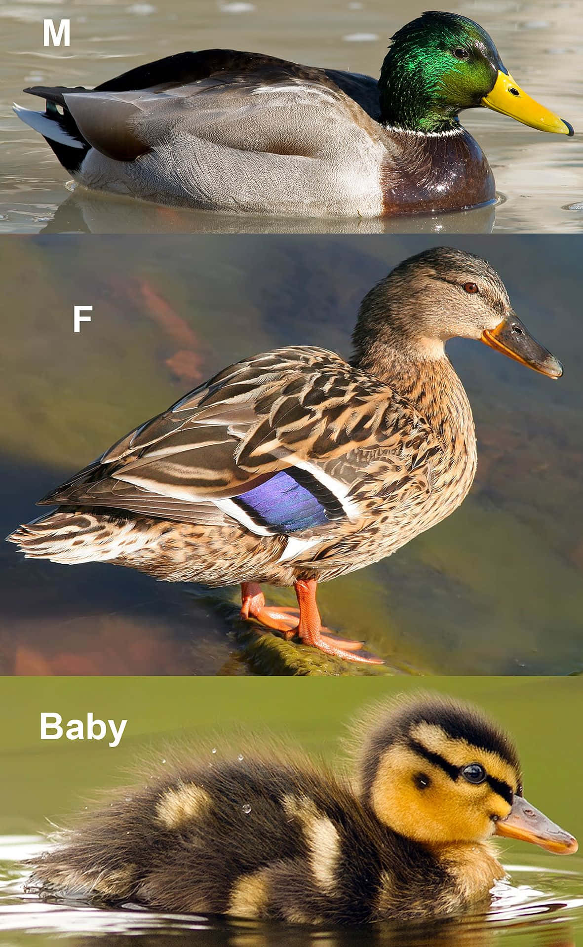 Four Ducks With Different Names And A Baby Duck
