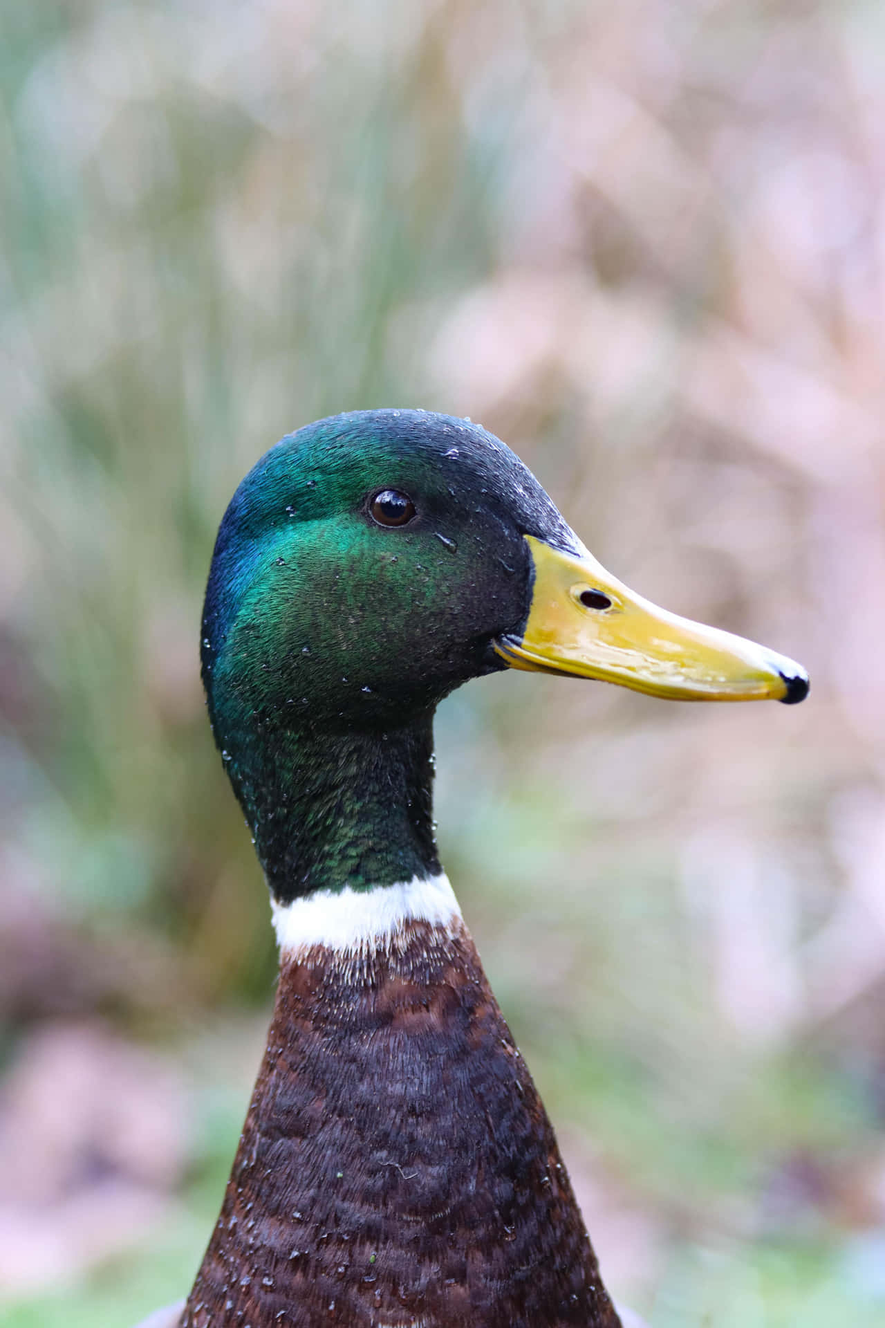A Duck With A Yellow Beak