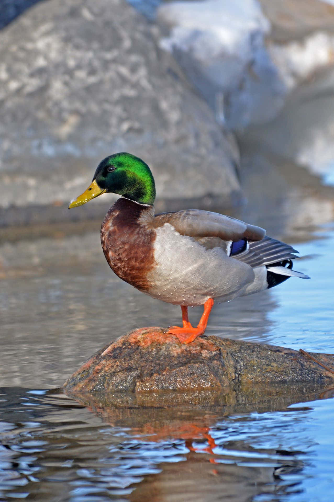 A close-up photo of a vibrant Mallard Duck