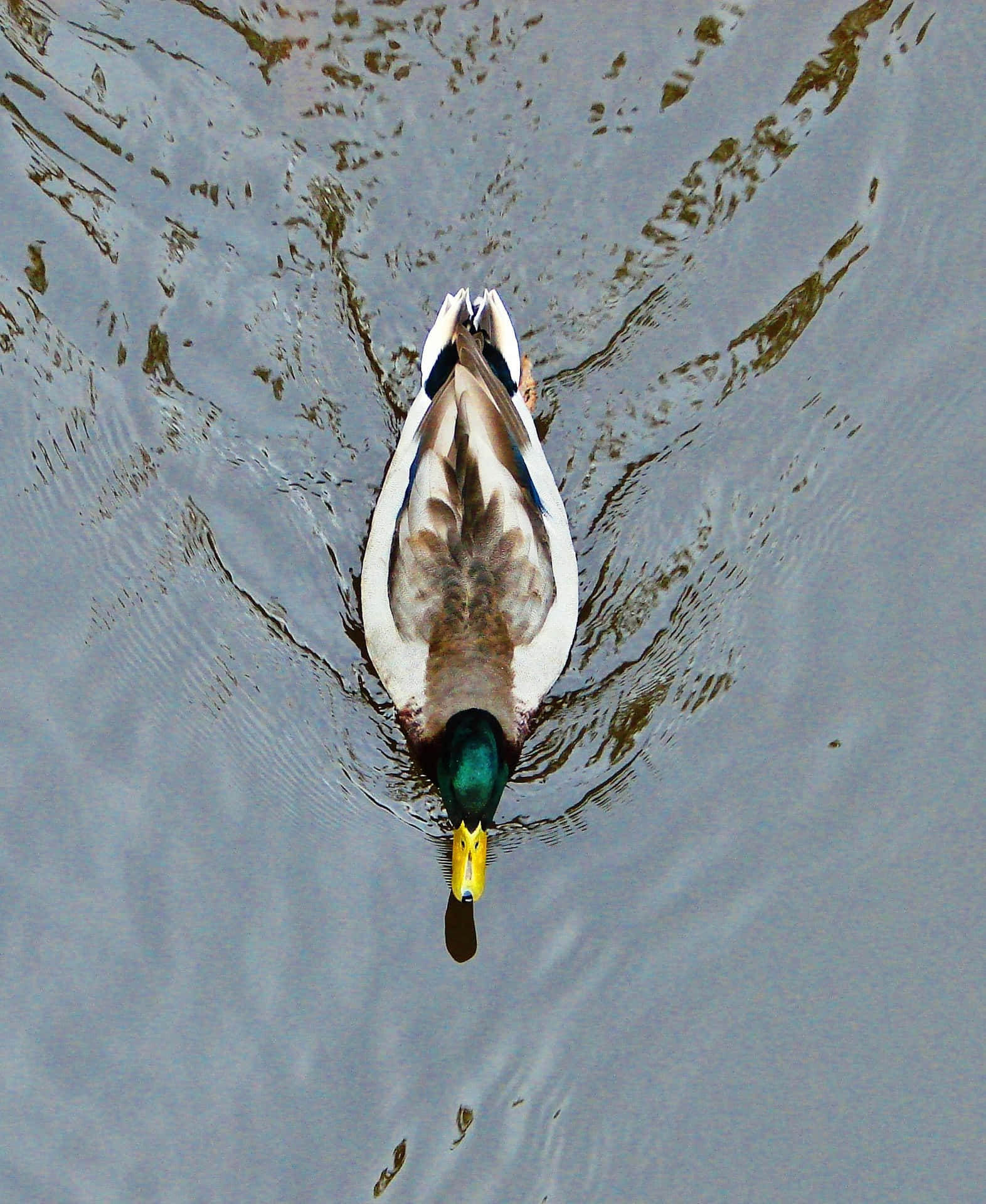 Einmännlicher Stockentener Schwimmt Durch Einen Ruhigen Teich.