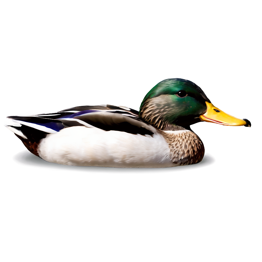 Download Mallard Duck Png 05032024 | Wallpapers.com