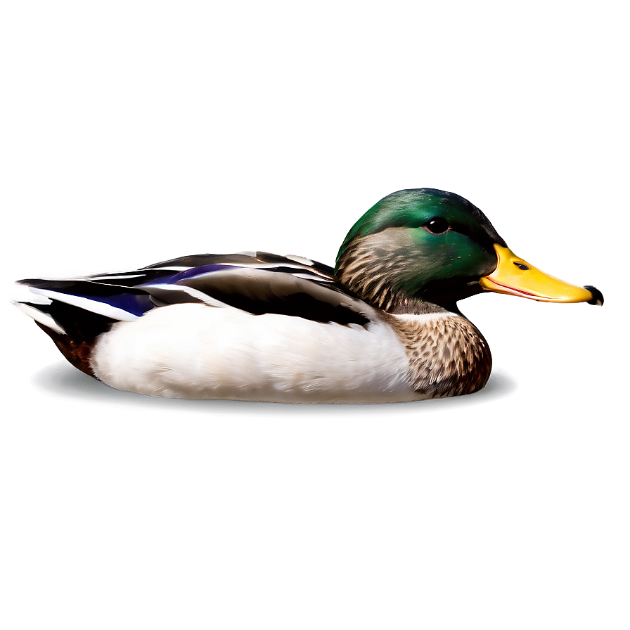 Mallard Duck Png 05032024 PNG