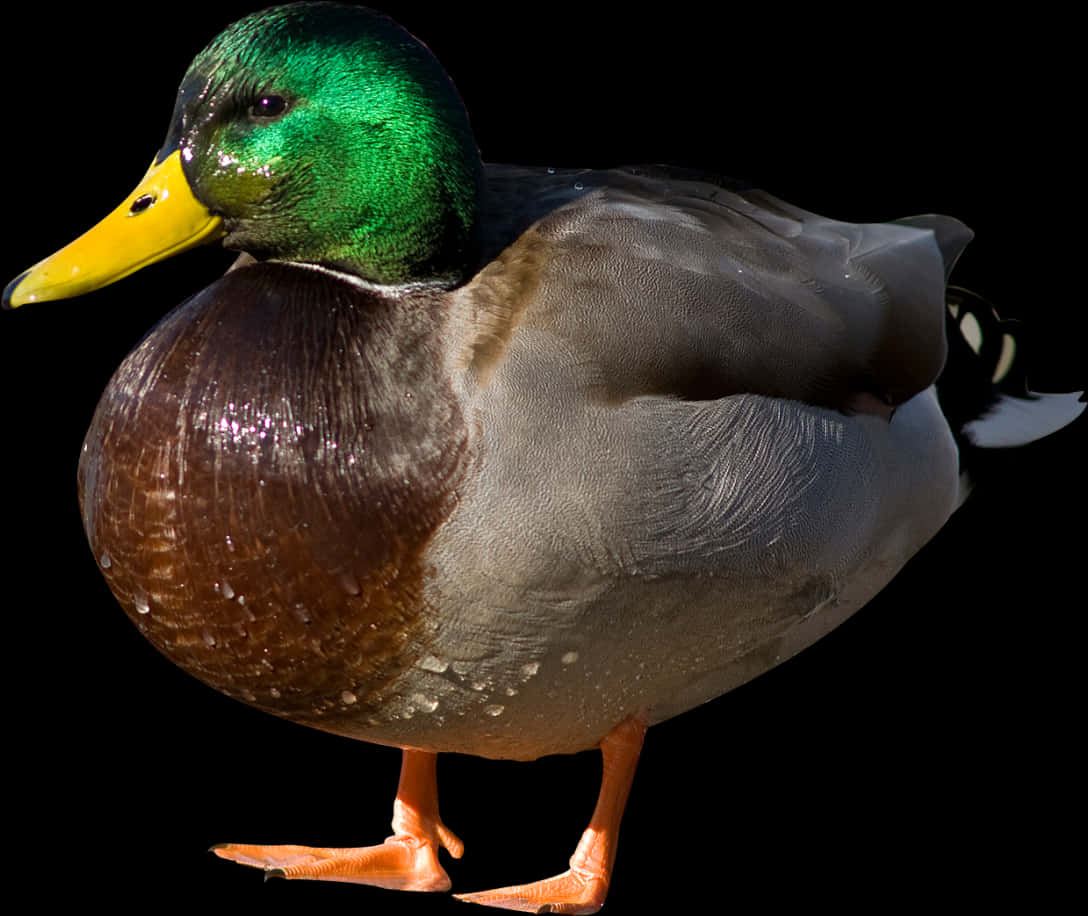Mallard Duck Portrait PNG