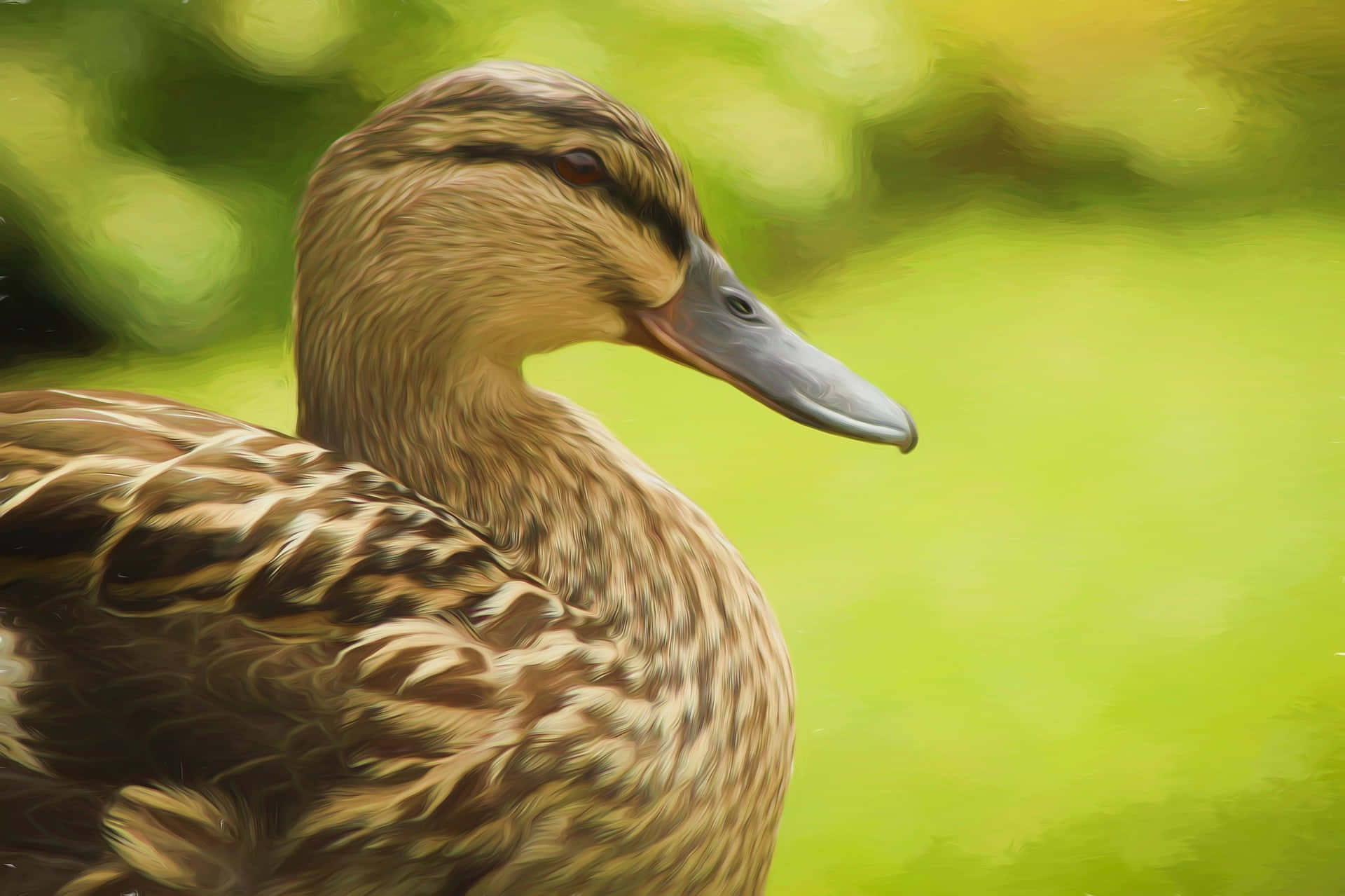 Mallard Duck Portrait Wallpaper