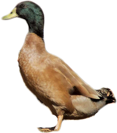 Mallard Duck Profile PNG