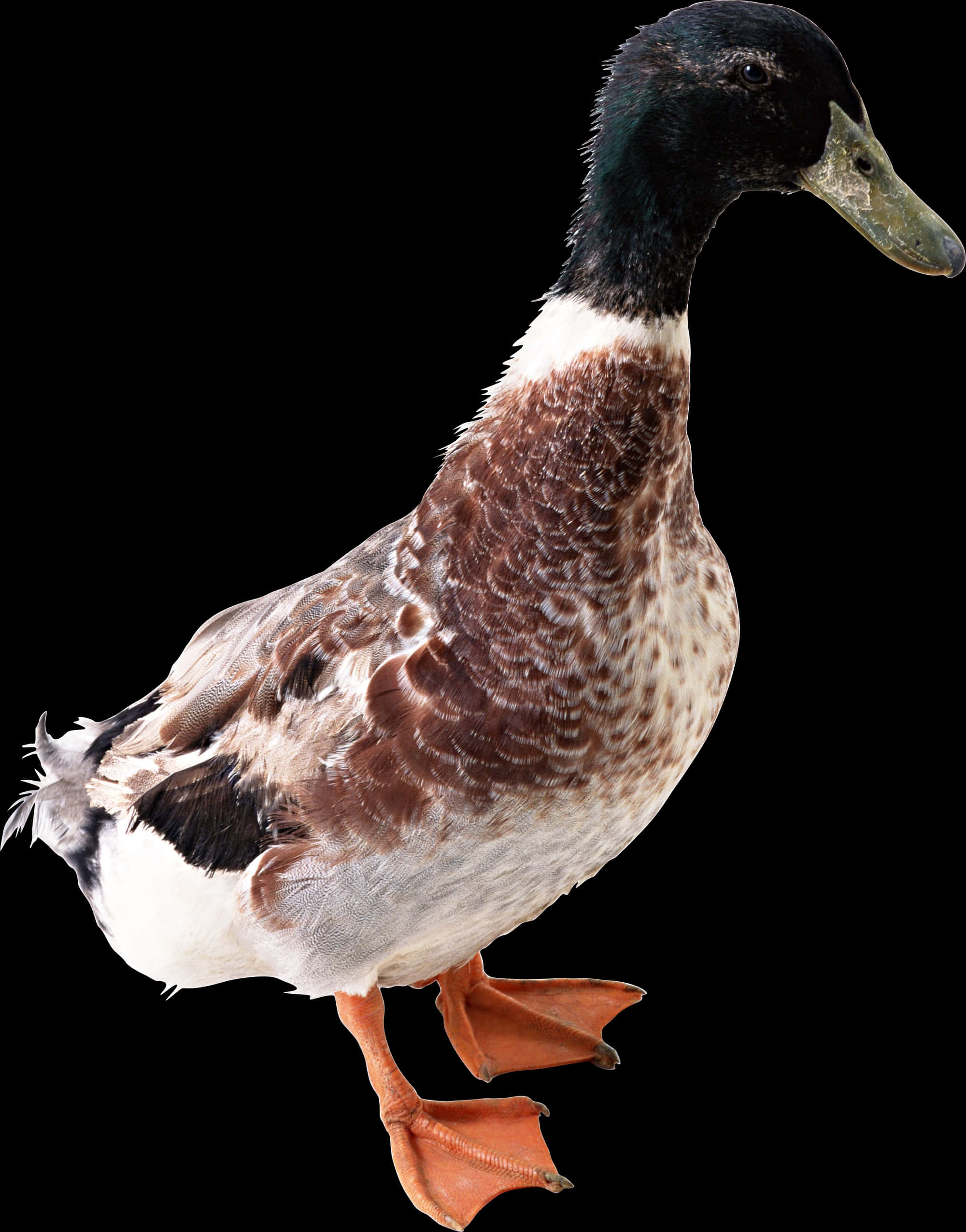 Mallard Duck Profile Black Background.jpg PNG