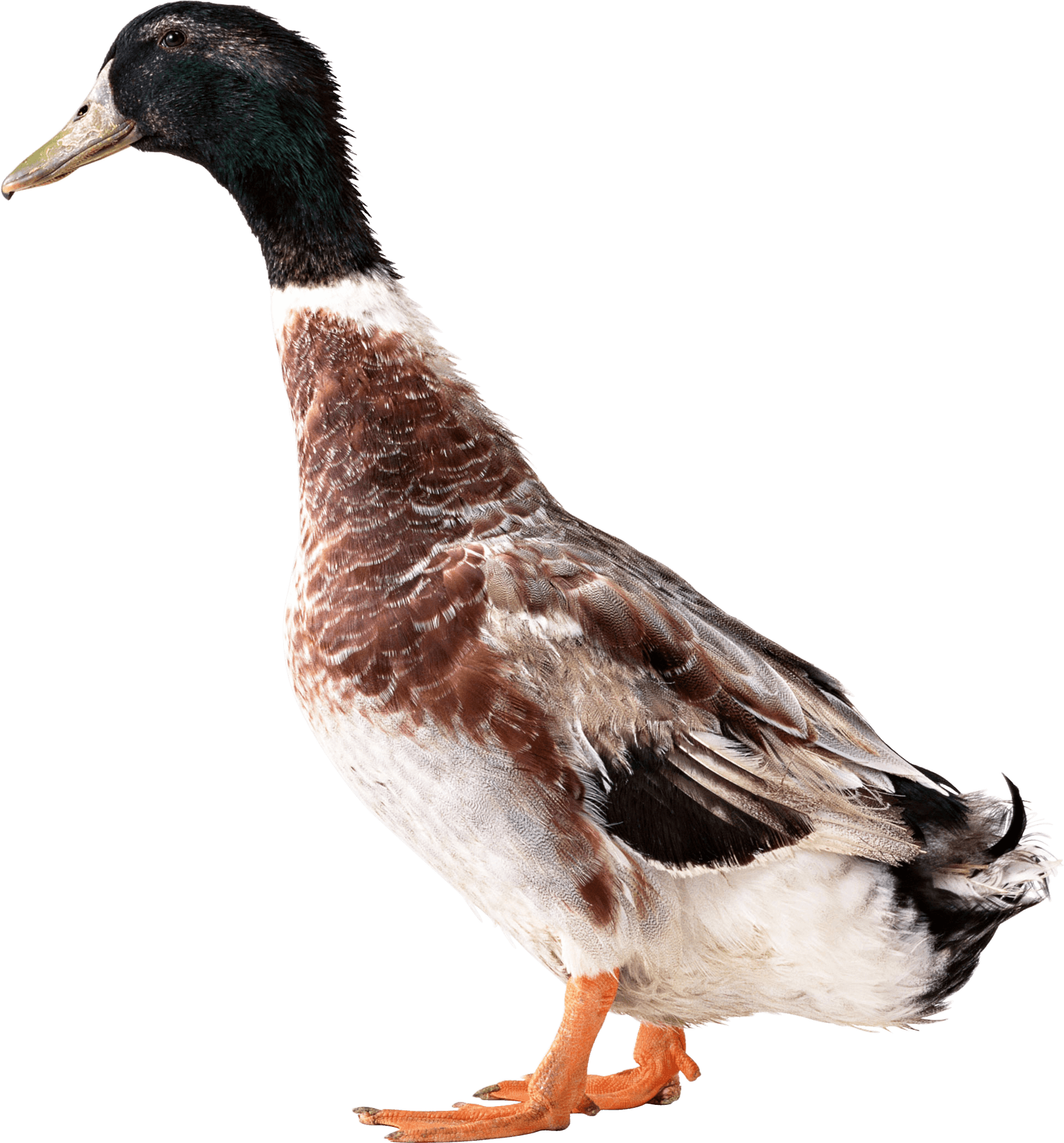 Mallard Duck Profile PNG