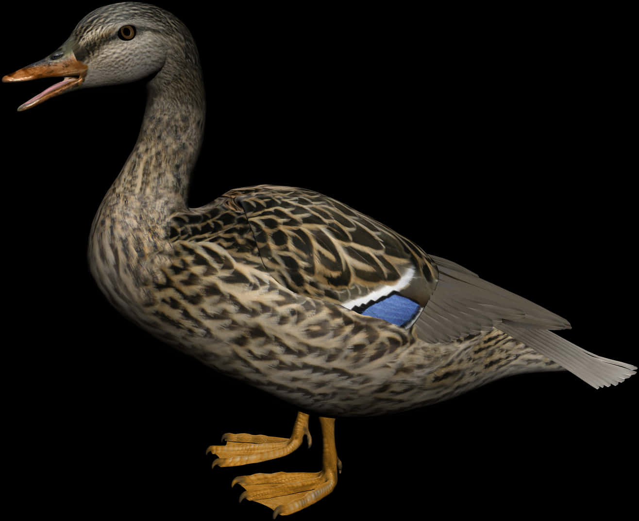 Mallard Duck Profile Black Background PNG