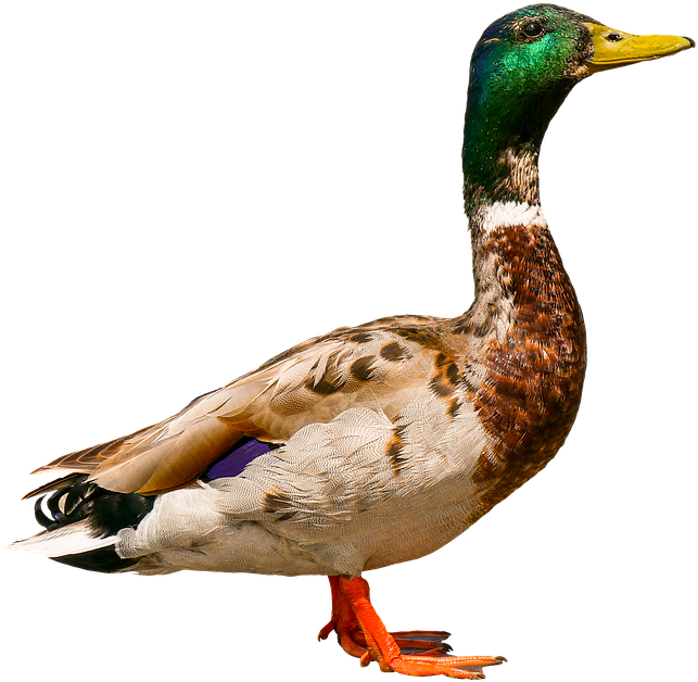 Mallard Duck Profile PNG