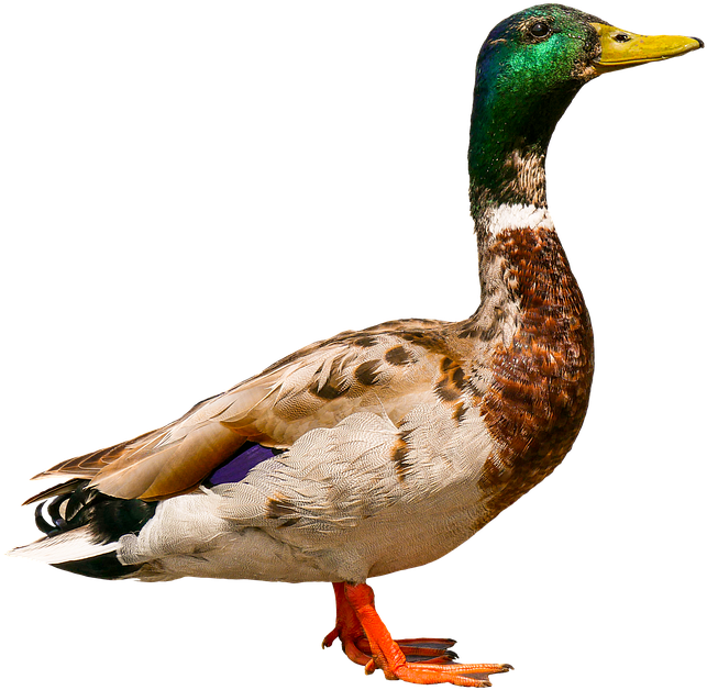 Download Mallard Duck Profile 