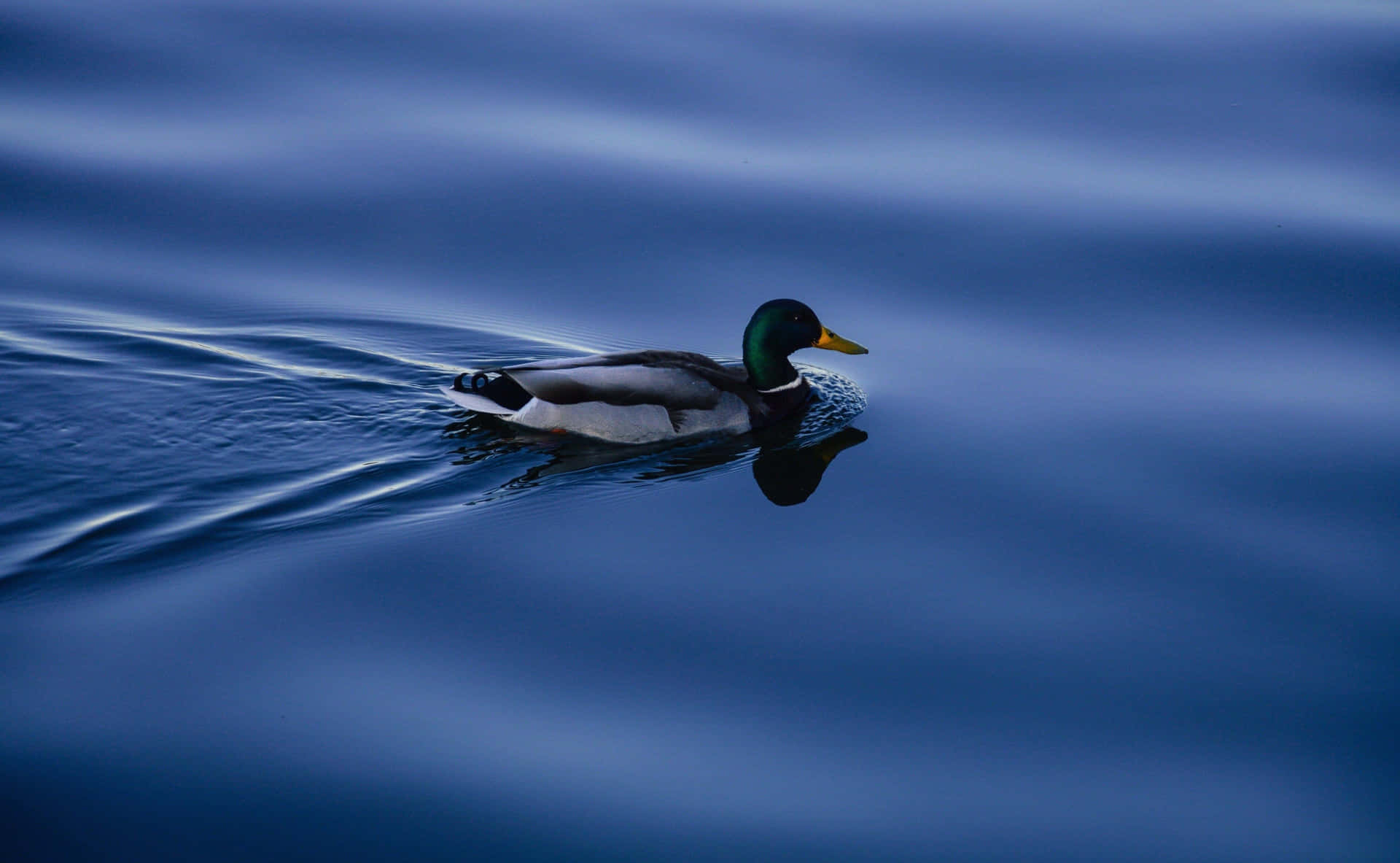 Mallard Duck Serenityat Dusk Wallpaper