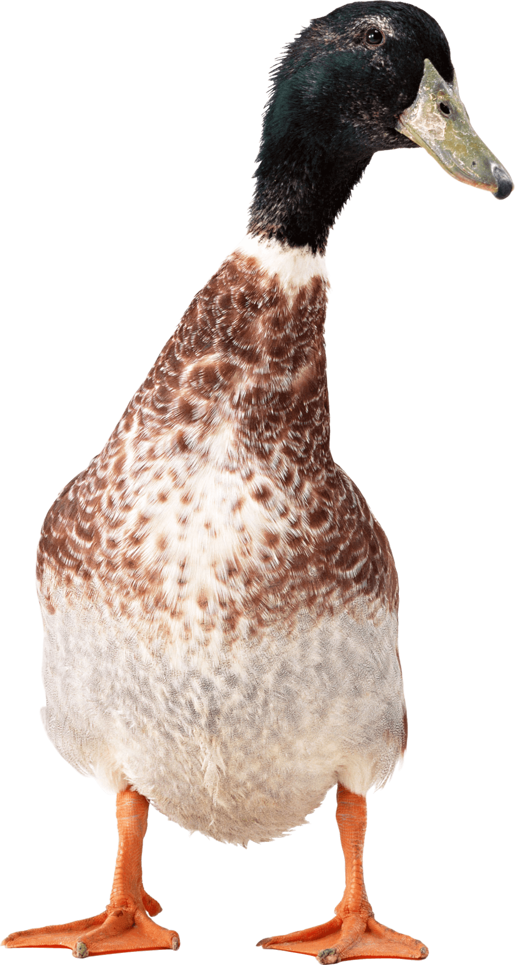Mallard Duck Standing Transparent Background PNG