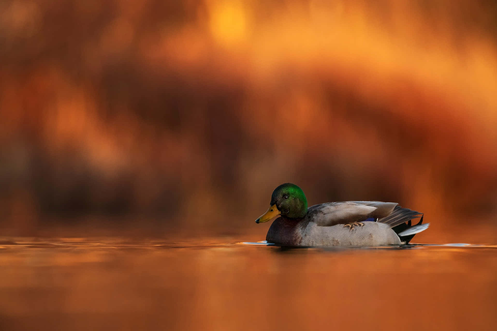 Mallard Duck Sunset Serenity Wallpaper