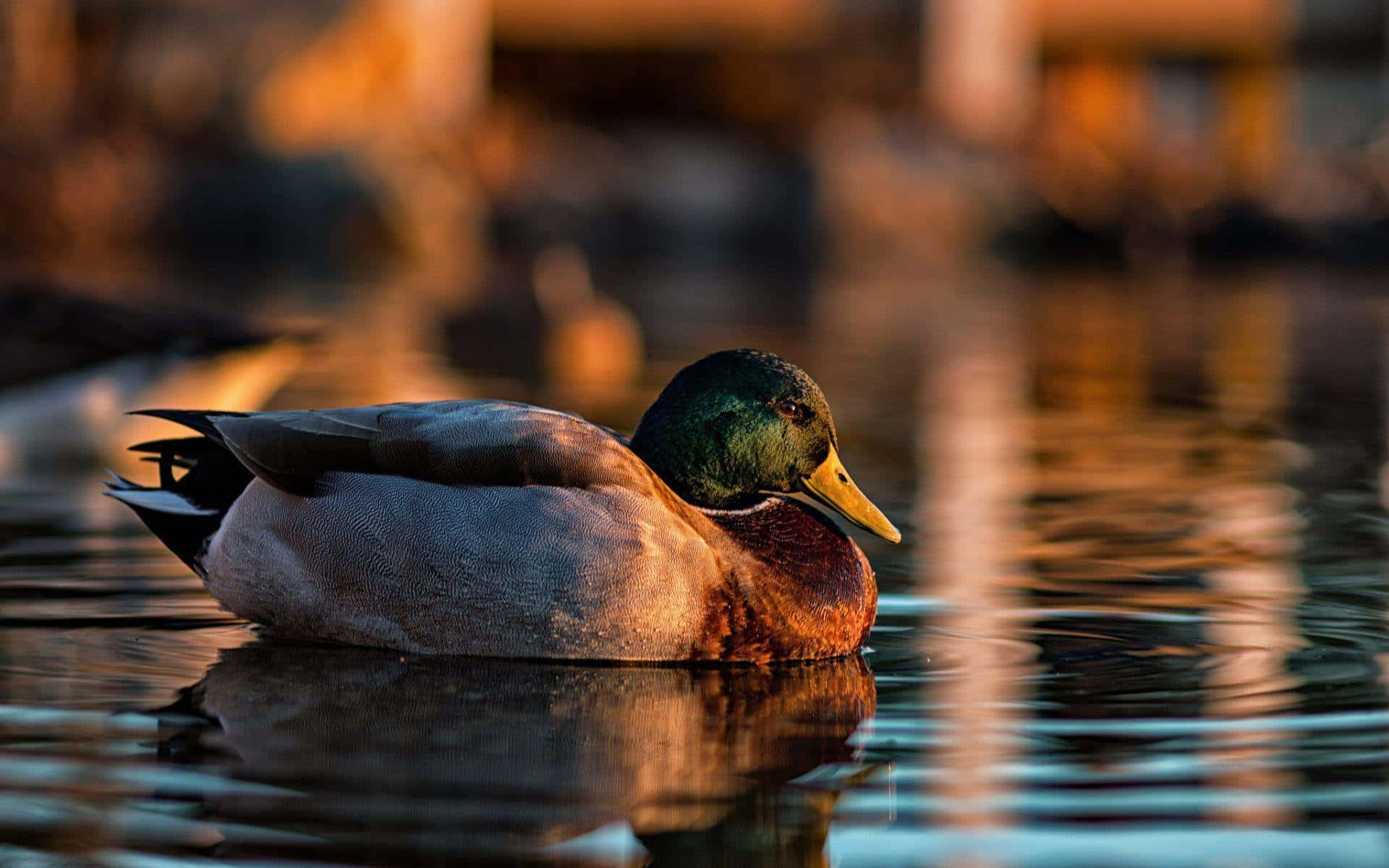 Mallard Duck Sunset Swim.jpg Wallpaper