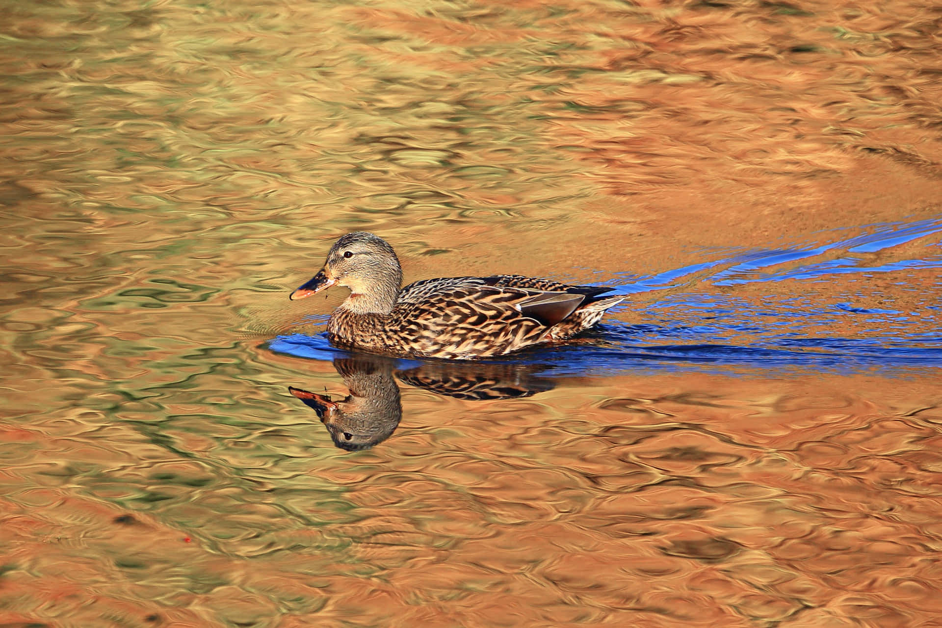 Mallard Duck Swimmingin Golden Water Wallpaper