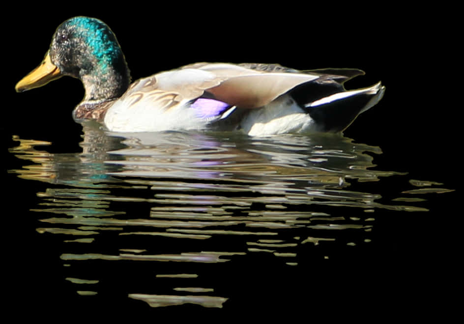 Mallard Duck Swimmingin Water PNG