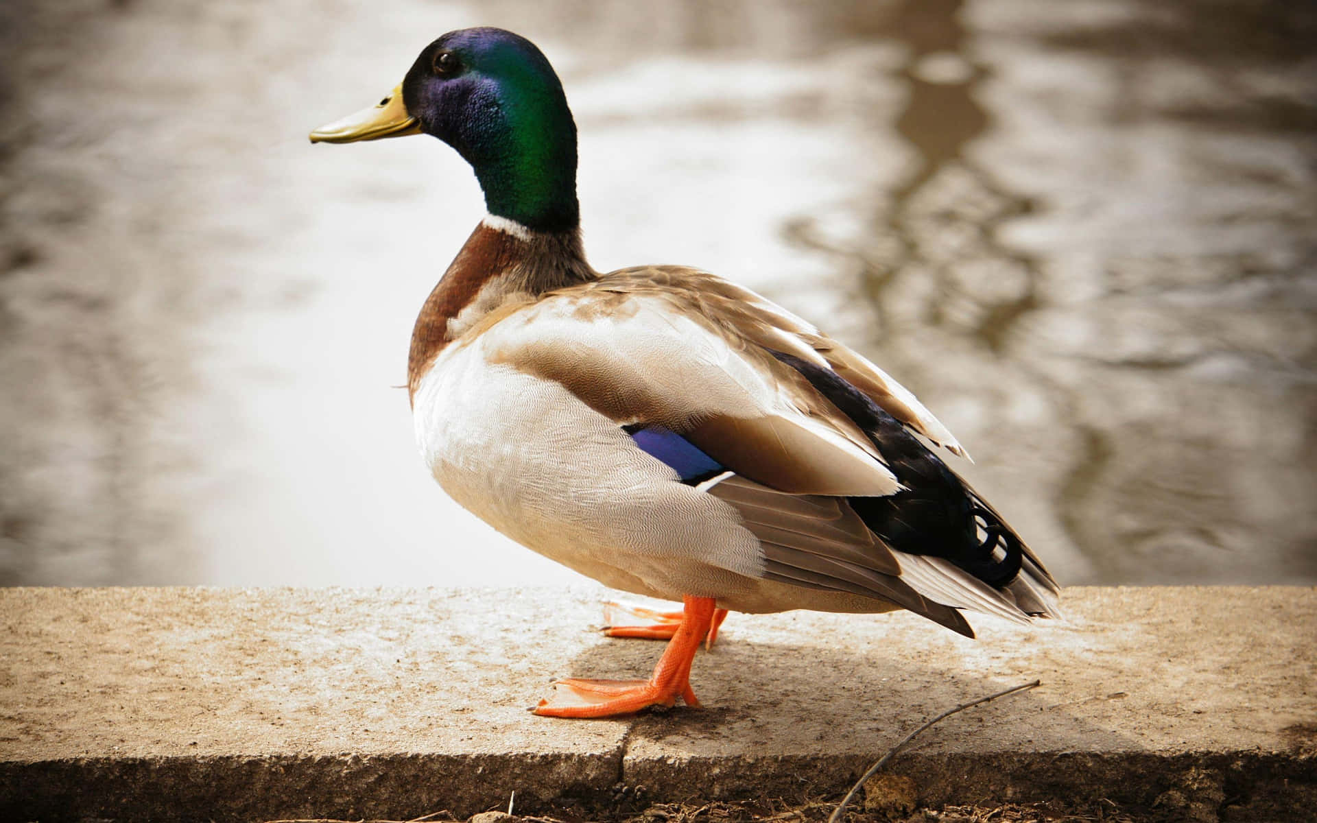 Mallard Duckby Water's Edge.jpg Wallpaper