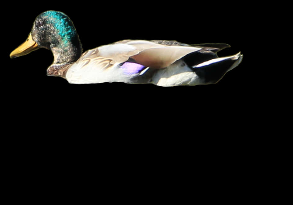 Mallard Duckin Flight PNG