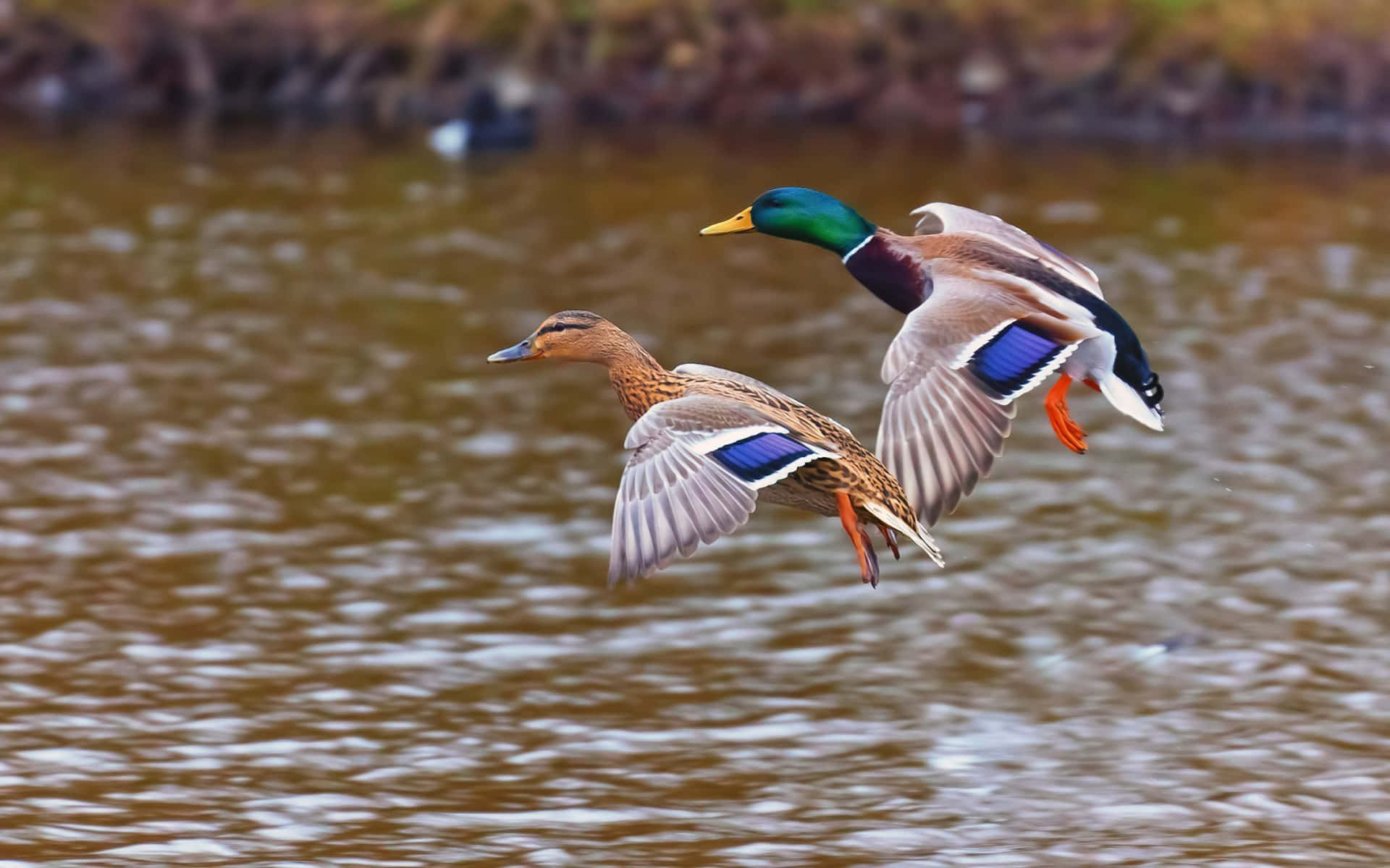 Mallard Ducks In Flight Wallpaper