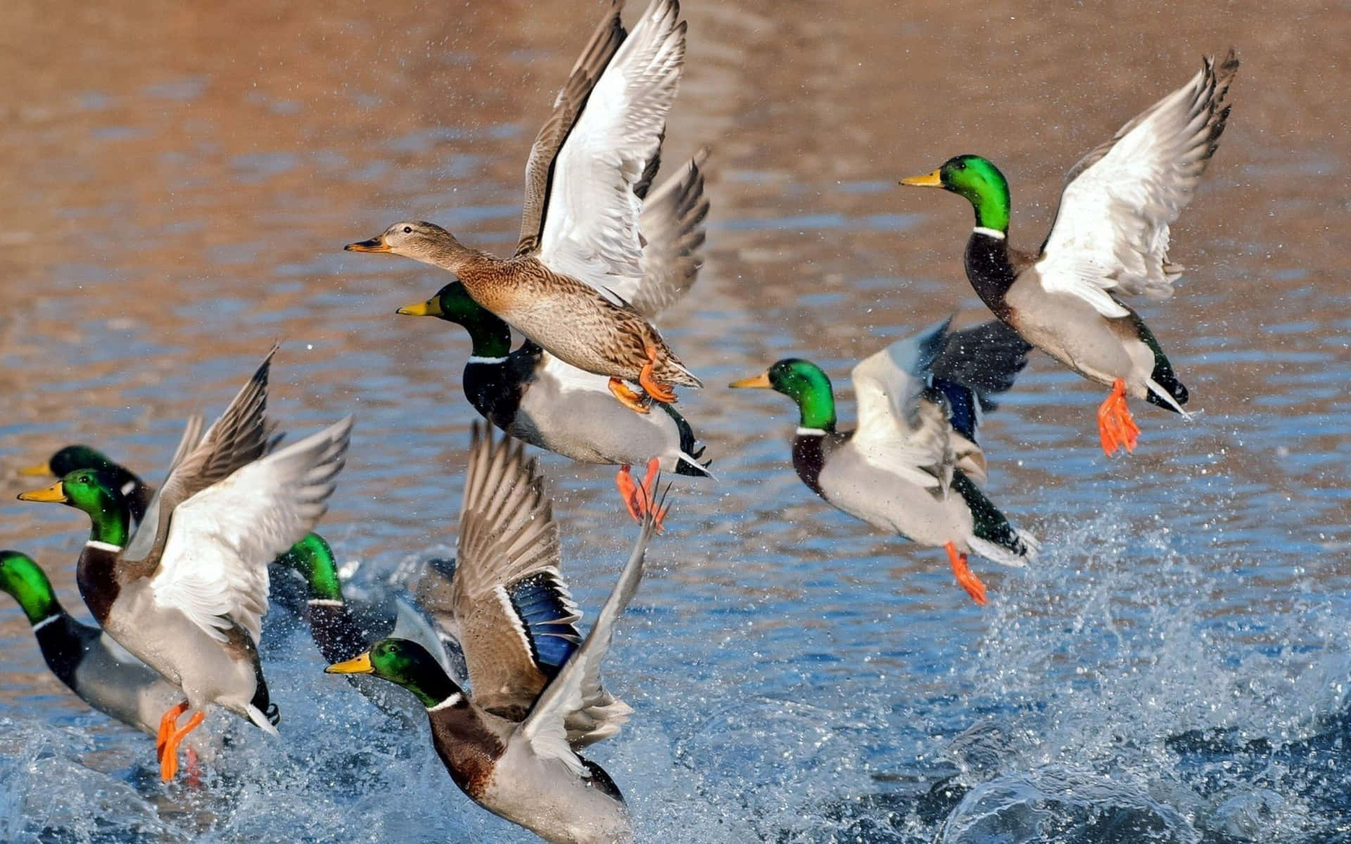 Mallard Ducks Takeoff Water Splash.jpg Wallpaper