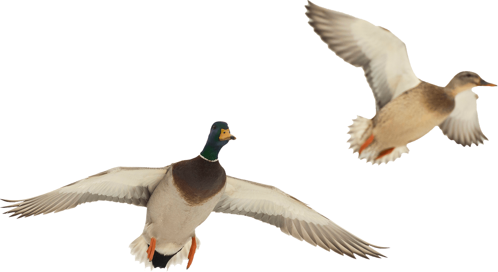 Mallard_ Ducks_ In_ Flight.png PNG