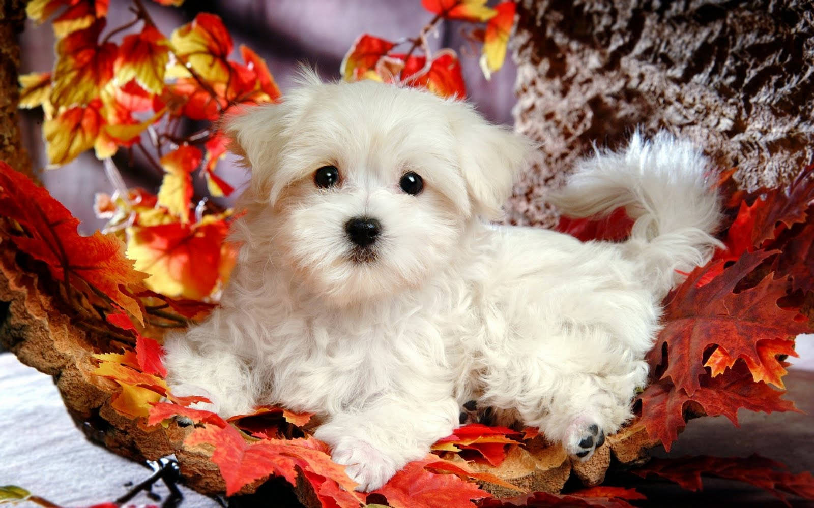 Maltese Leaves Puppy Desktop Background