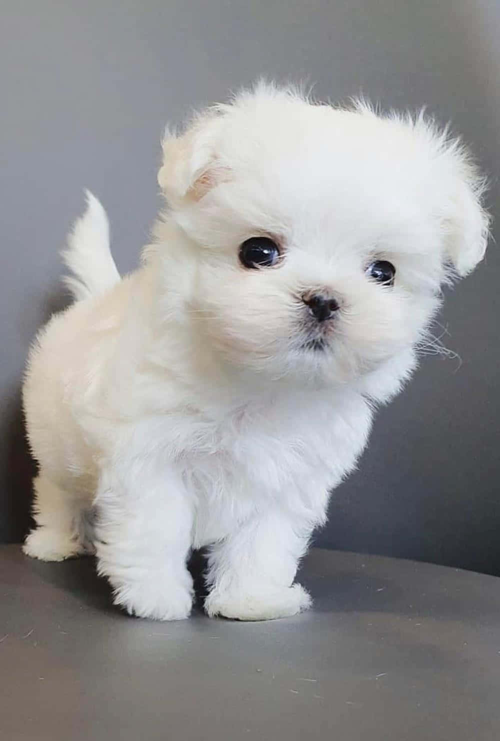 A White Puppy Standing On A Gray Chair