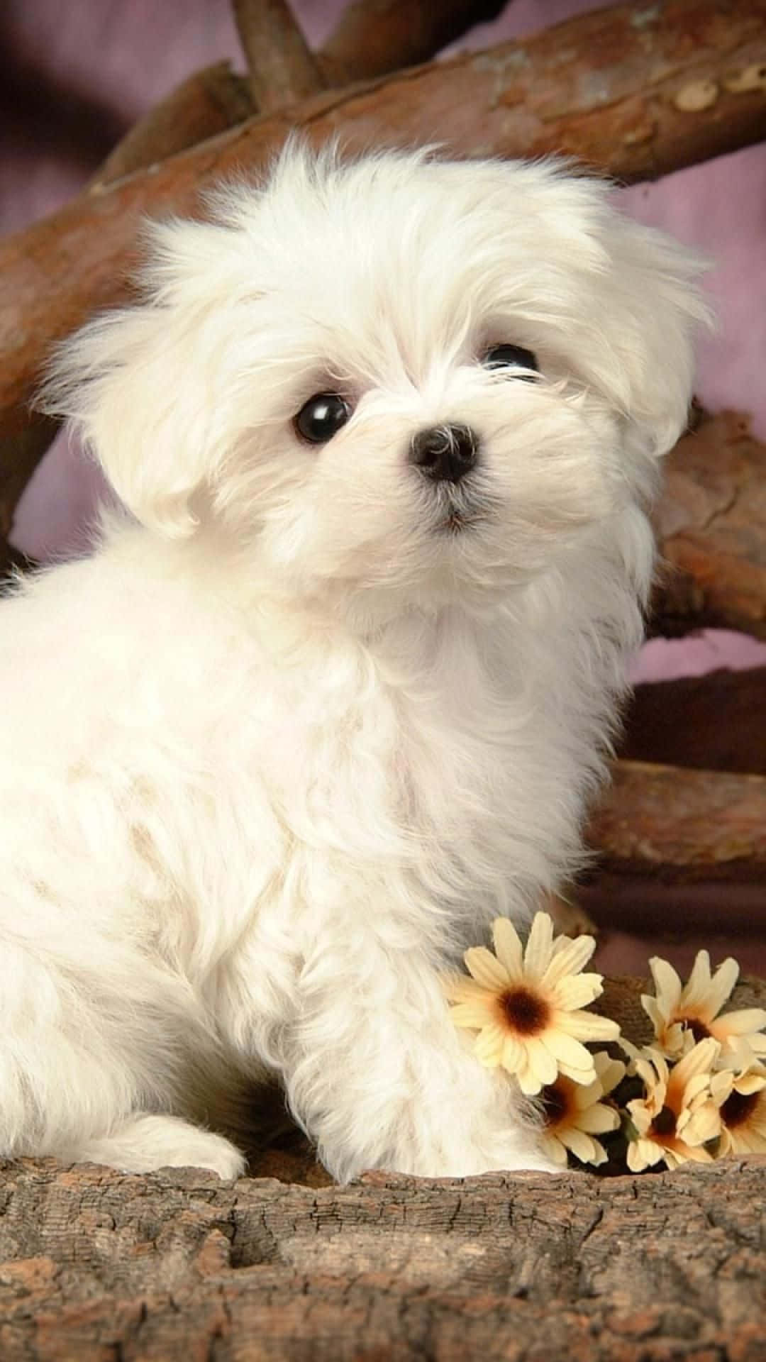 Two Maltese Puppies in a Basket of Flowers