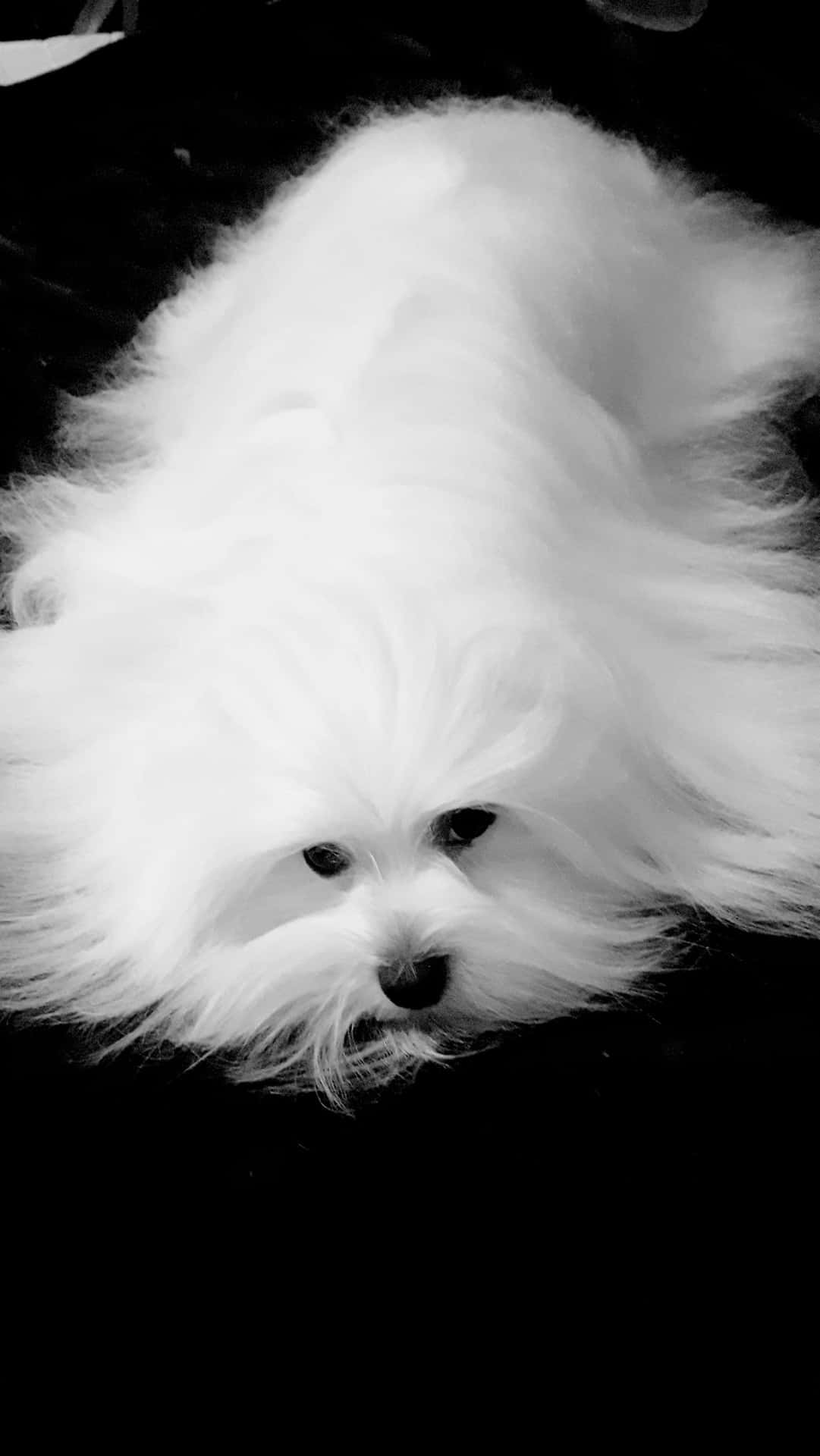 A White Dog Laying On A Black Background