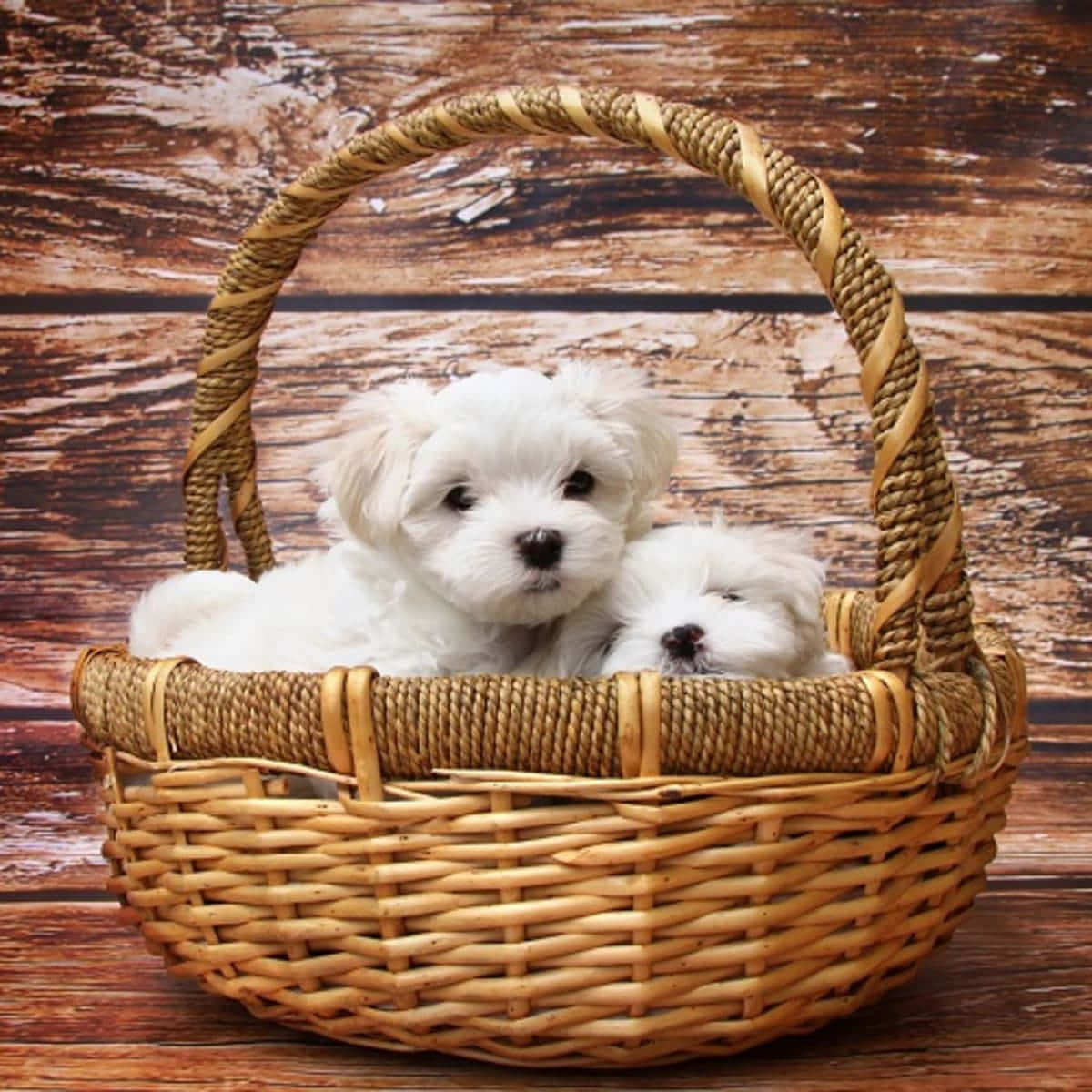 Adorable Maltese Puppies!