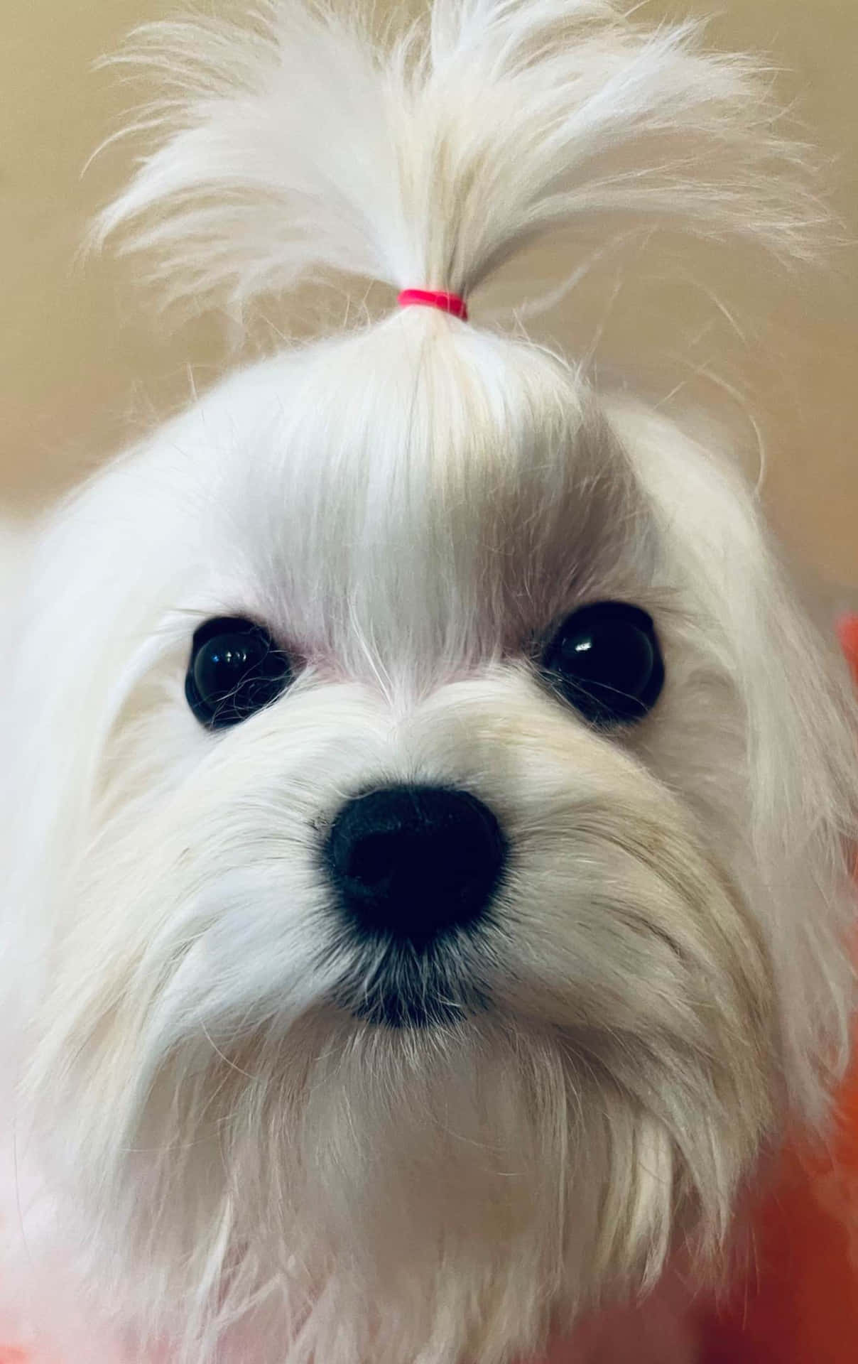 A White Dog With A Pink Bow On Its Head