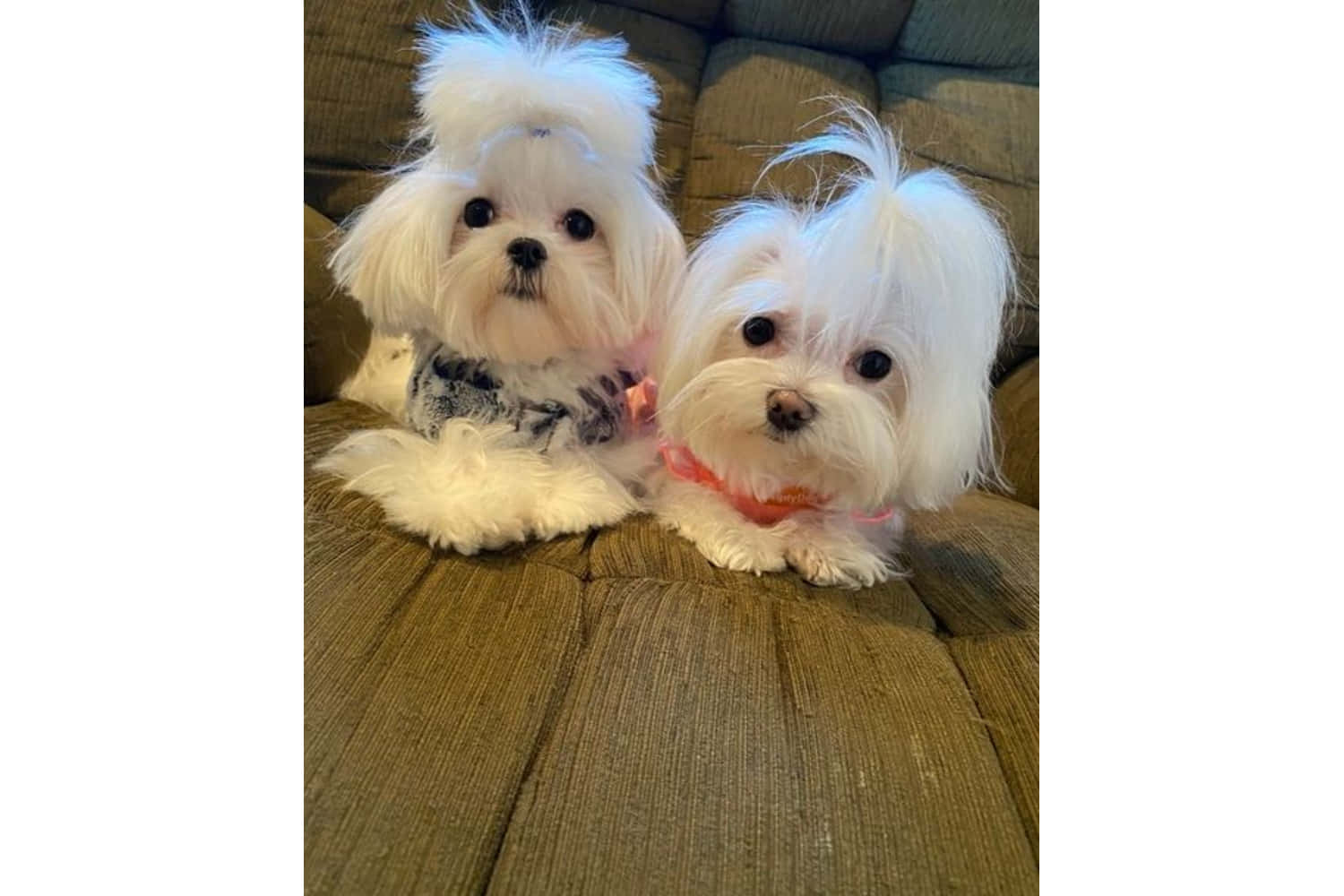 Two White Maltese Dogs Sitting On A Couch
