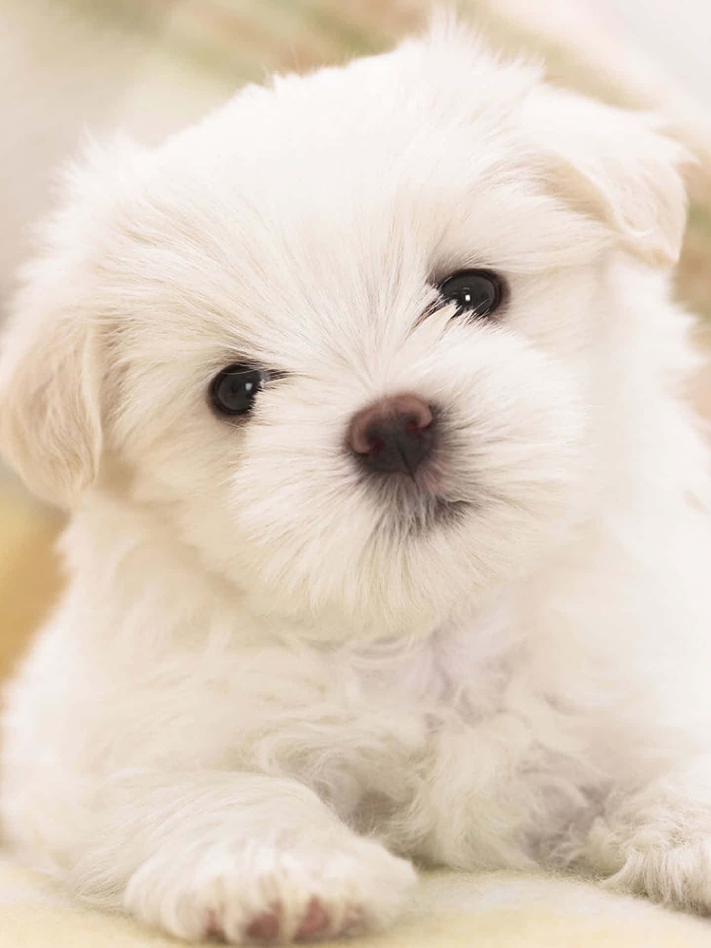 These two gorgeous little Maltese Puppies are all ready to find a loving home!