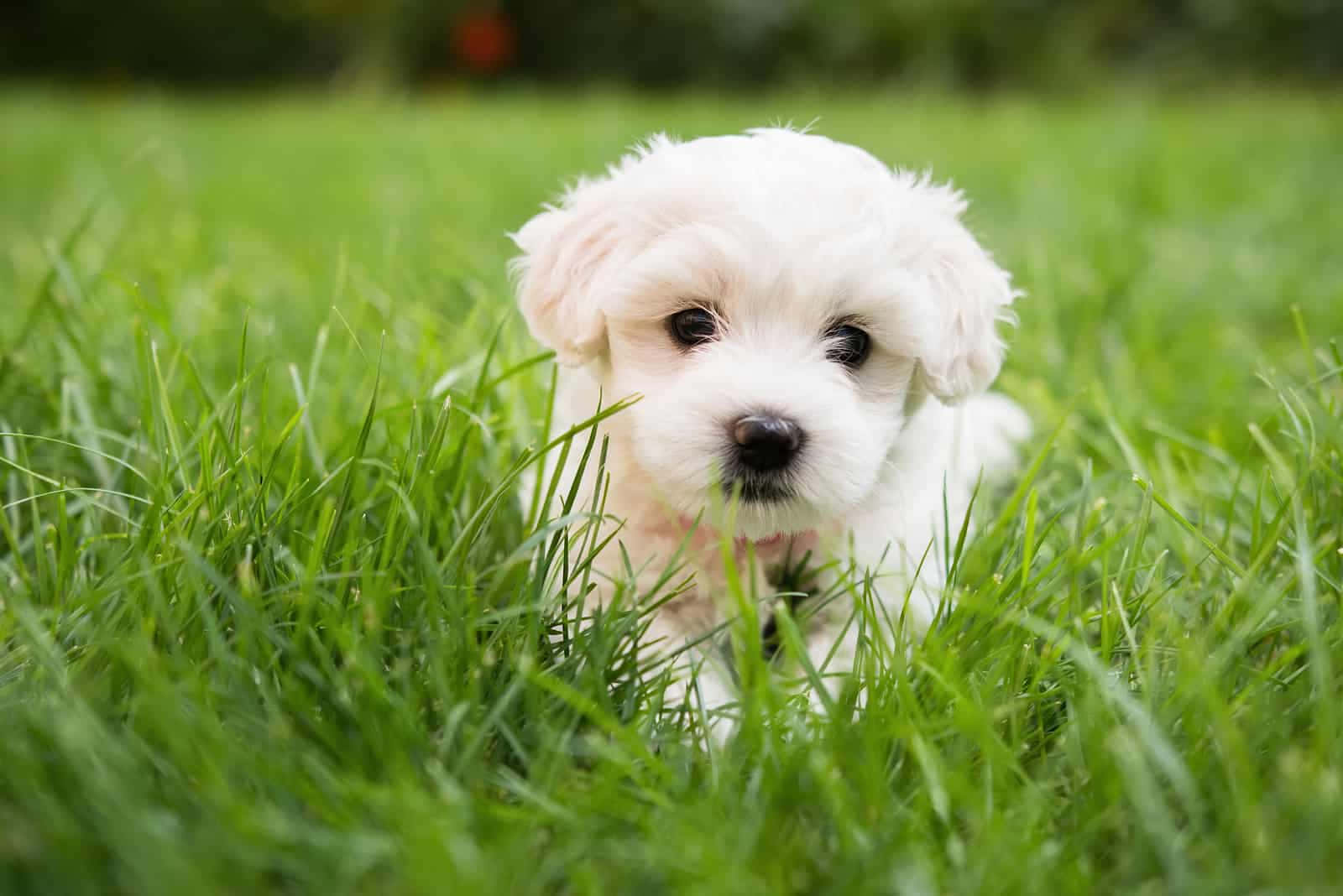 Adorable Maltese Puppies Ready for New Homes