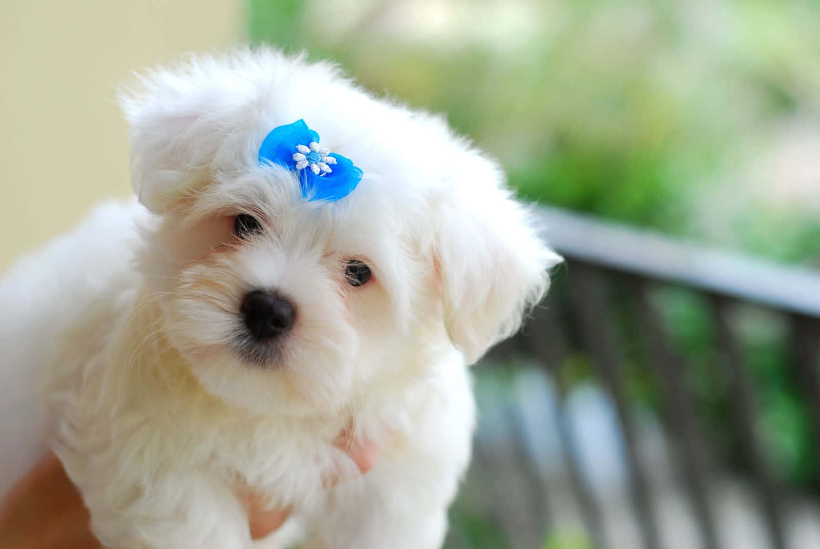 A White Puppy With A Blue Bow On Its Head