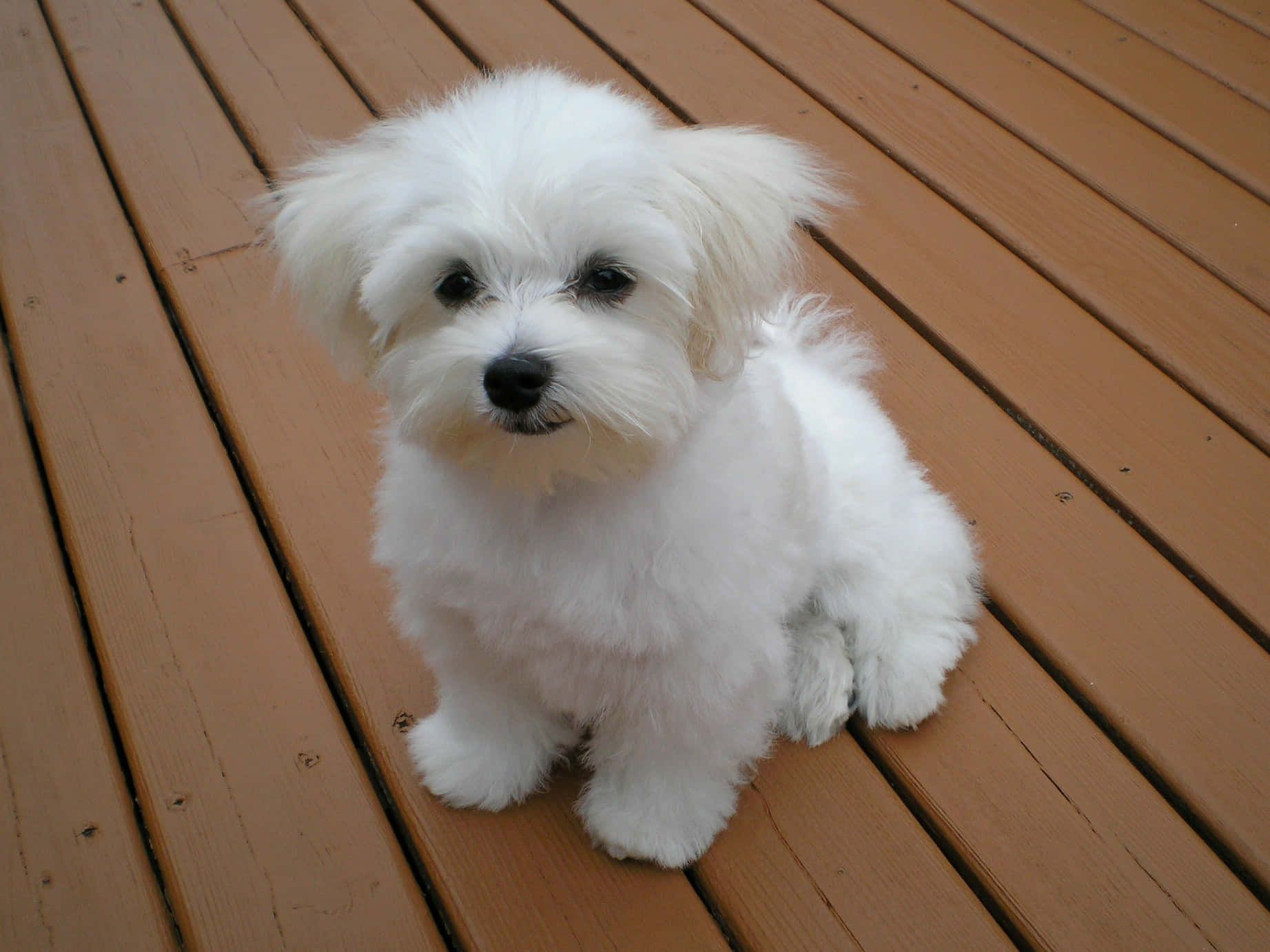 Meet the cutest Maltese puppies!