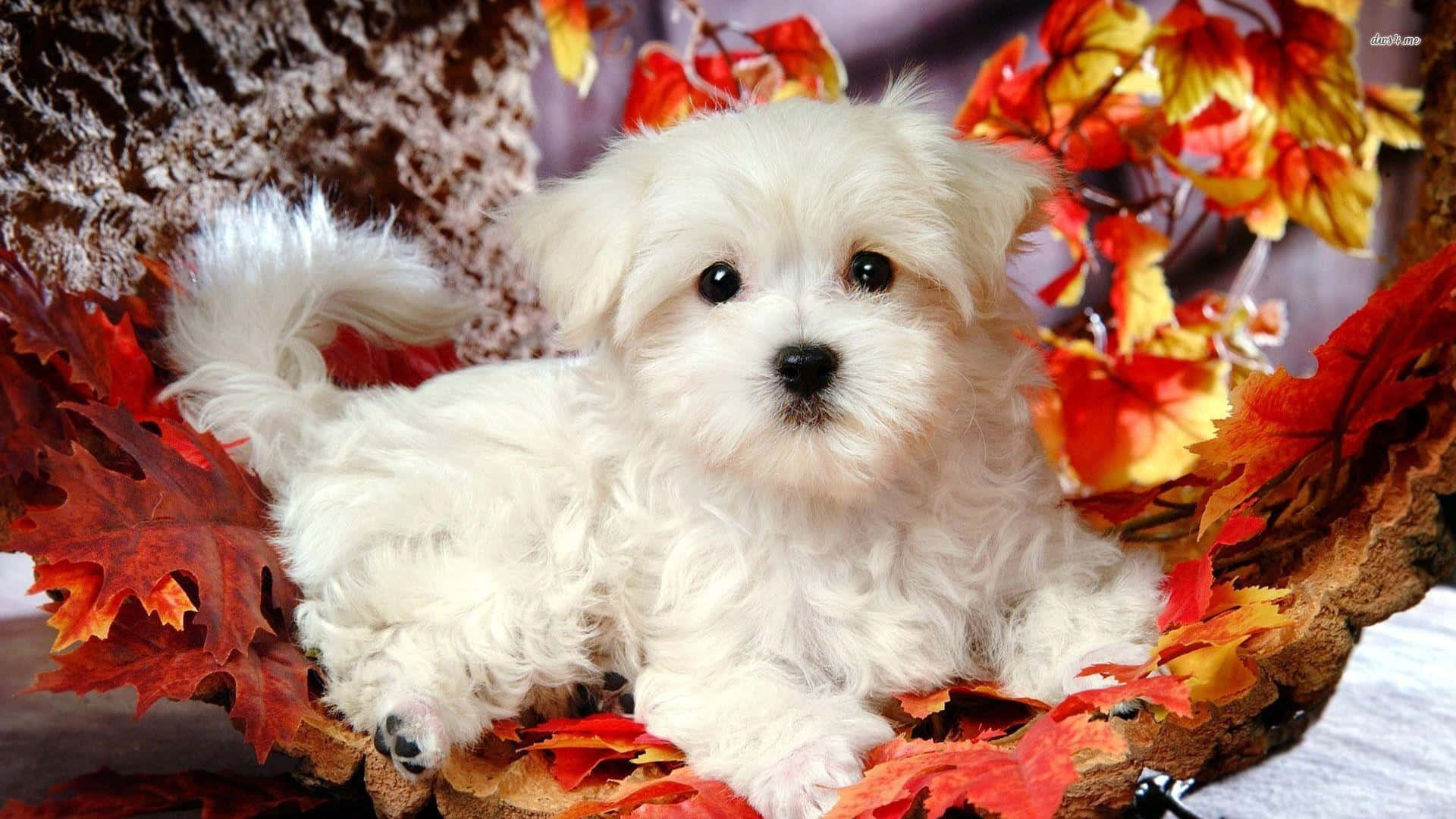 "Cute Fluffy Maltese Puppies"